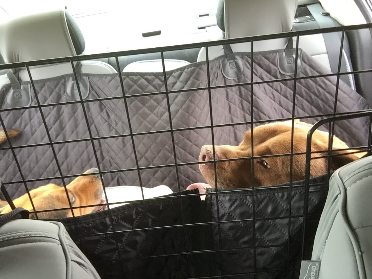 rabbitgoo Dog Car Barrier for SUVs, Adjustable Large Pet Gate, Universal-Fit Divider Cargo Net, Heavy-Duty Wire Mesh customer photo 2
