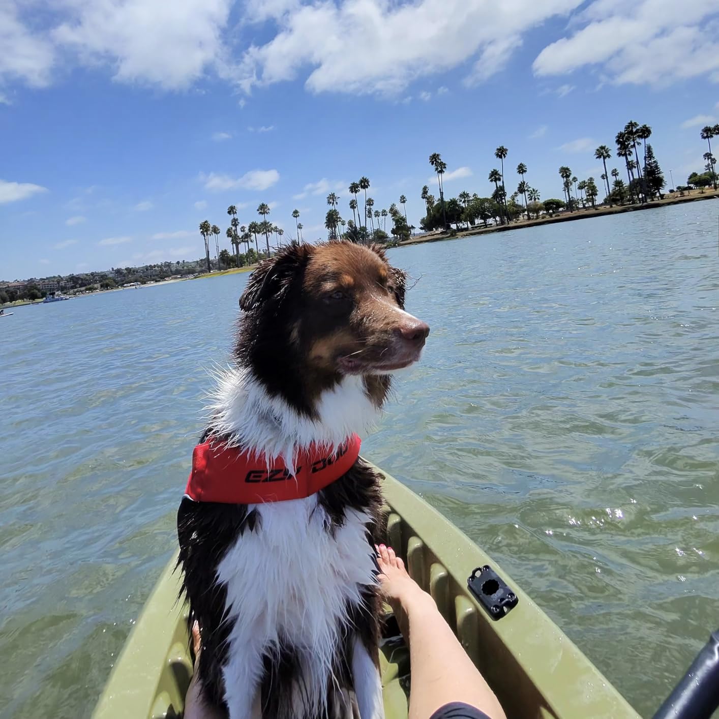 EzyDog DFD X2 Dog Life Jacket - Adjustable Swimming Safety Life Vest Preserver with Continuous Neck Flotation, Reflective Trim, & Grab Handle (Medium, Yellow) customer photo 1