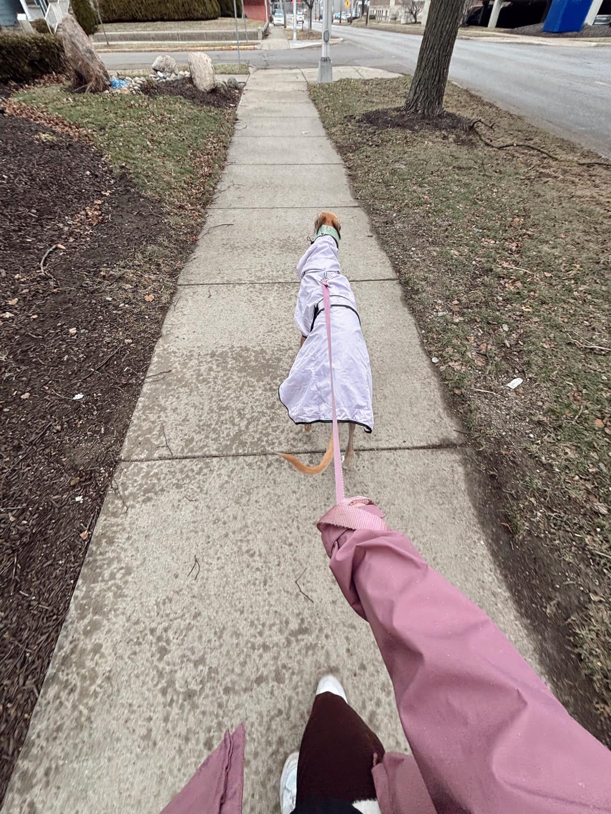Greyhound Whippet Raincoat Waterproof with Reflective Stripe High Neck fit for Italian Greyhounds Whippets Long Back Breeds - Yellow - XL customer photo 1