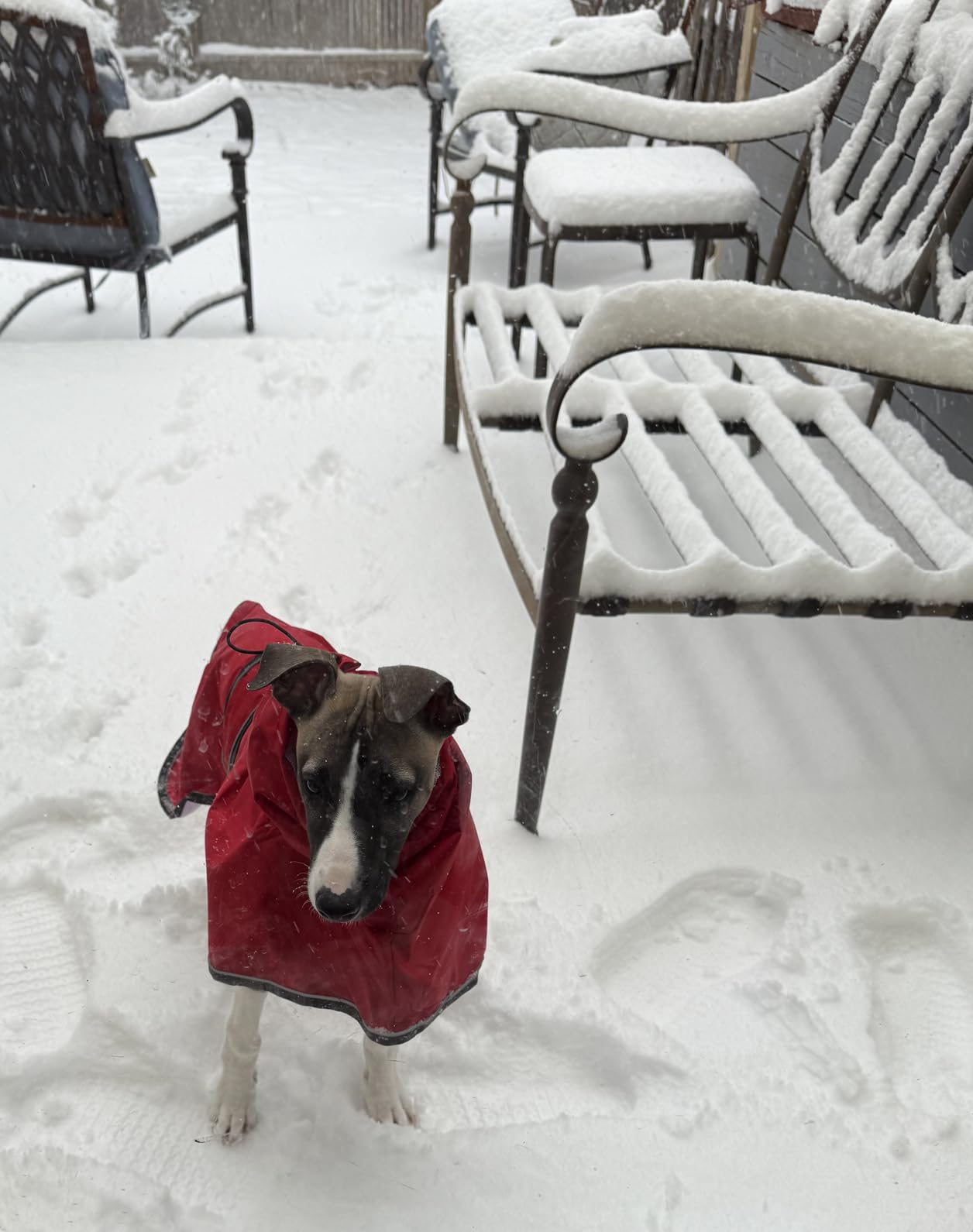 Greyhound Whippet Raincoat Waterproof with Reflective Stripe High Neck fit for Italian Greyhounds Whippets Long Back Breeds - Yellow - XL customer photo 2