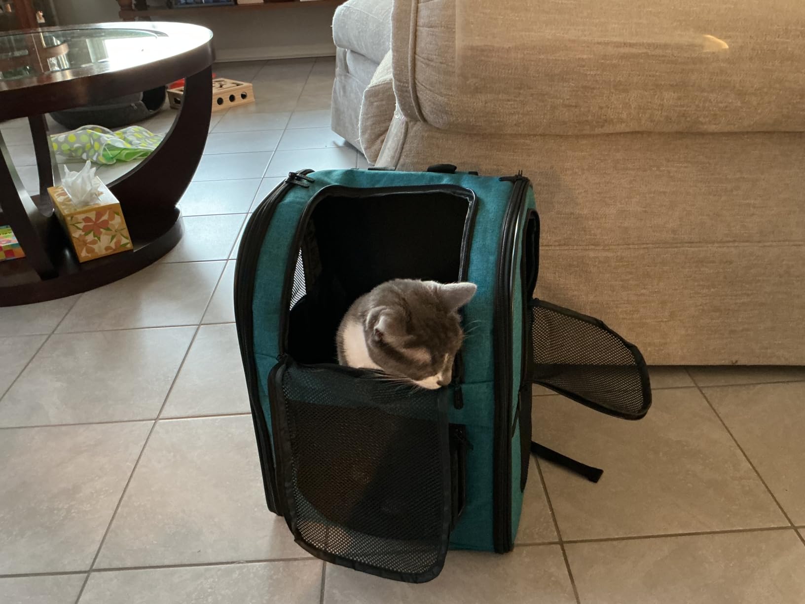 Apollo Walker Pet Carrier Backpack for 4-18lb Cats and Dogs, Puppies, Safety Features and Cushion Back Support customer photo 1