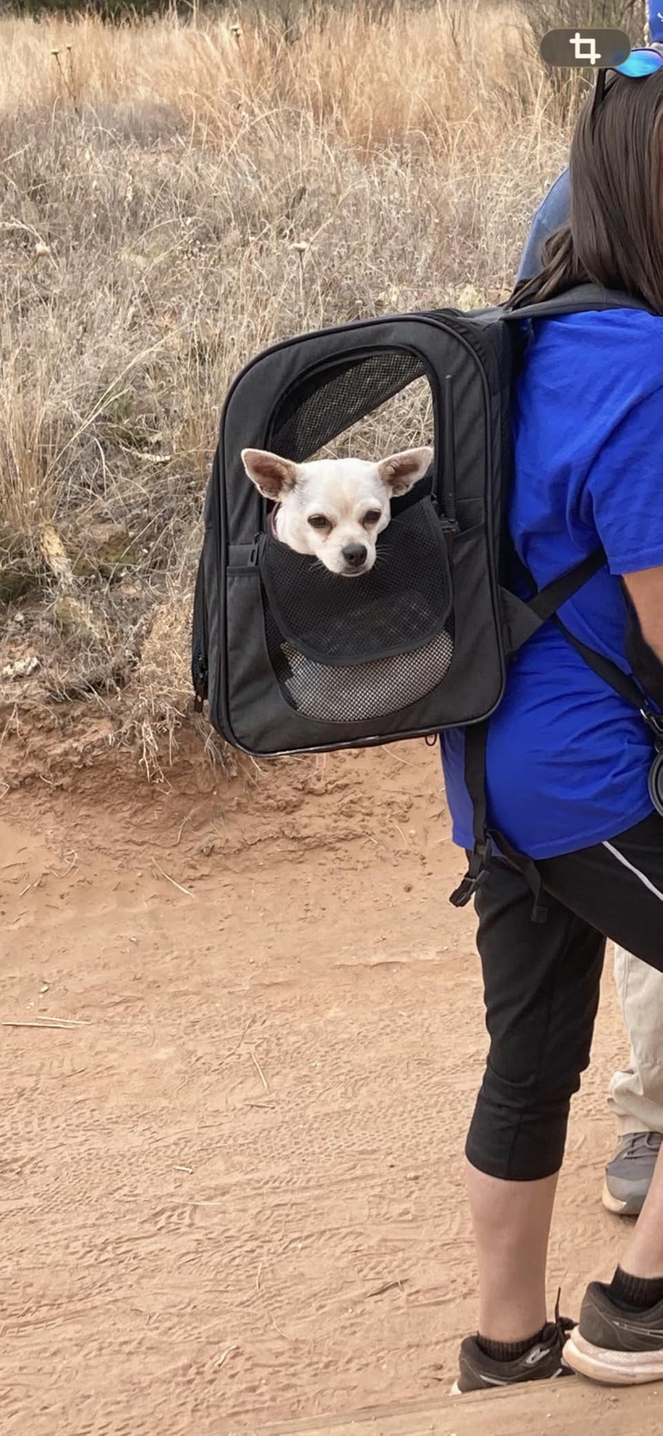 Apollo Walker Pet Carrier Backpack for 4-18lb Cats and Dogs, Puppies, Safety Features and Cushion Back Support customer photo 2