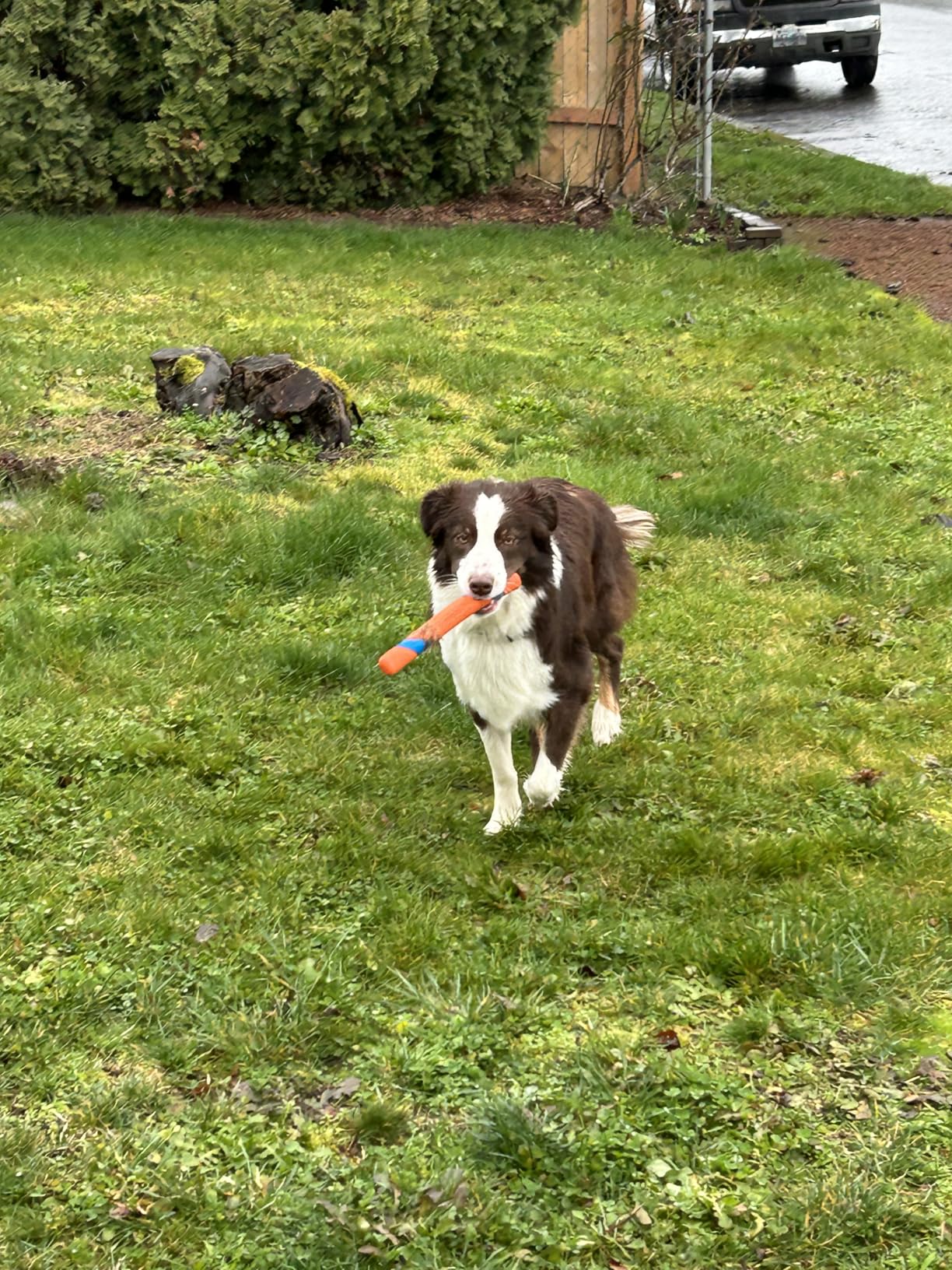 Chuckit! Interactive Dog Toy Ultra Fetch Stick customer photo 1