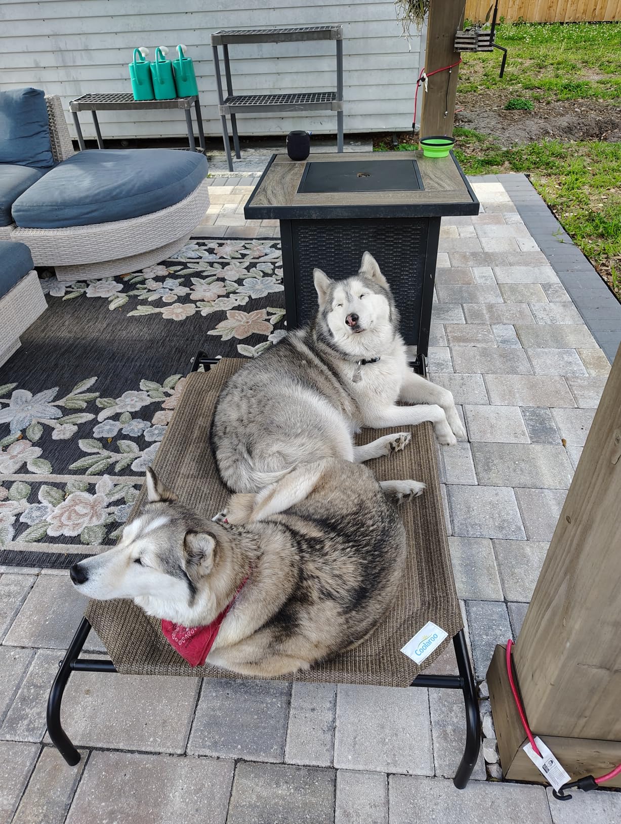 Coolaroo Original Elevated Dog Bed - Breathable Off-The-Ground Pet Bed with Cooling Fabric, Joint Relief & Moisture-Resistant Fabric, 100% Recyclable, Easy Clean, Gunmetal, Medium customer photo 1