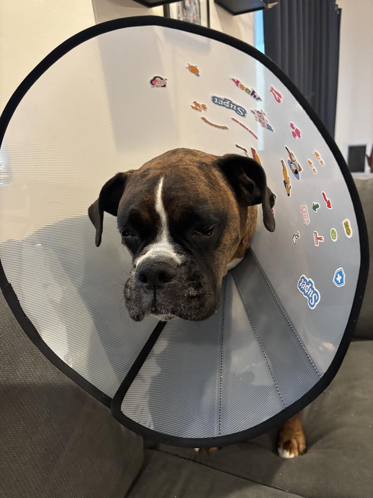 Supet Dog Cone Collar to Stop Licking, Comfortable Elizabeth Recovery Collar for Large Medium Dogs After Surgery, Soft Pet Neck Head Cone Alternative(L) customer photo 1