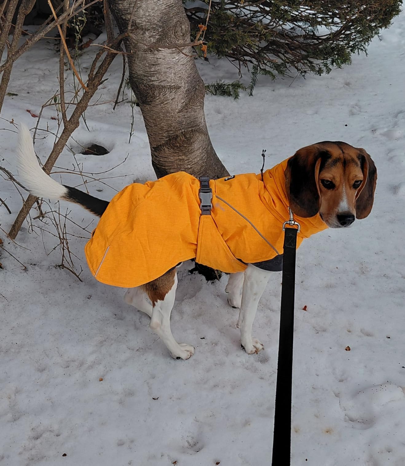 Hurtta Expedition Parka, Winter Dog Coat, Bilberry, 8 in customer photo 1