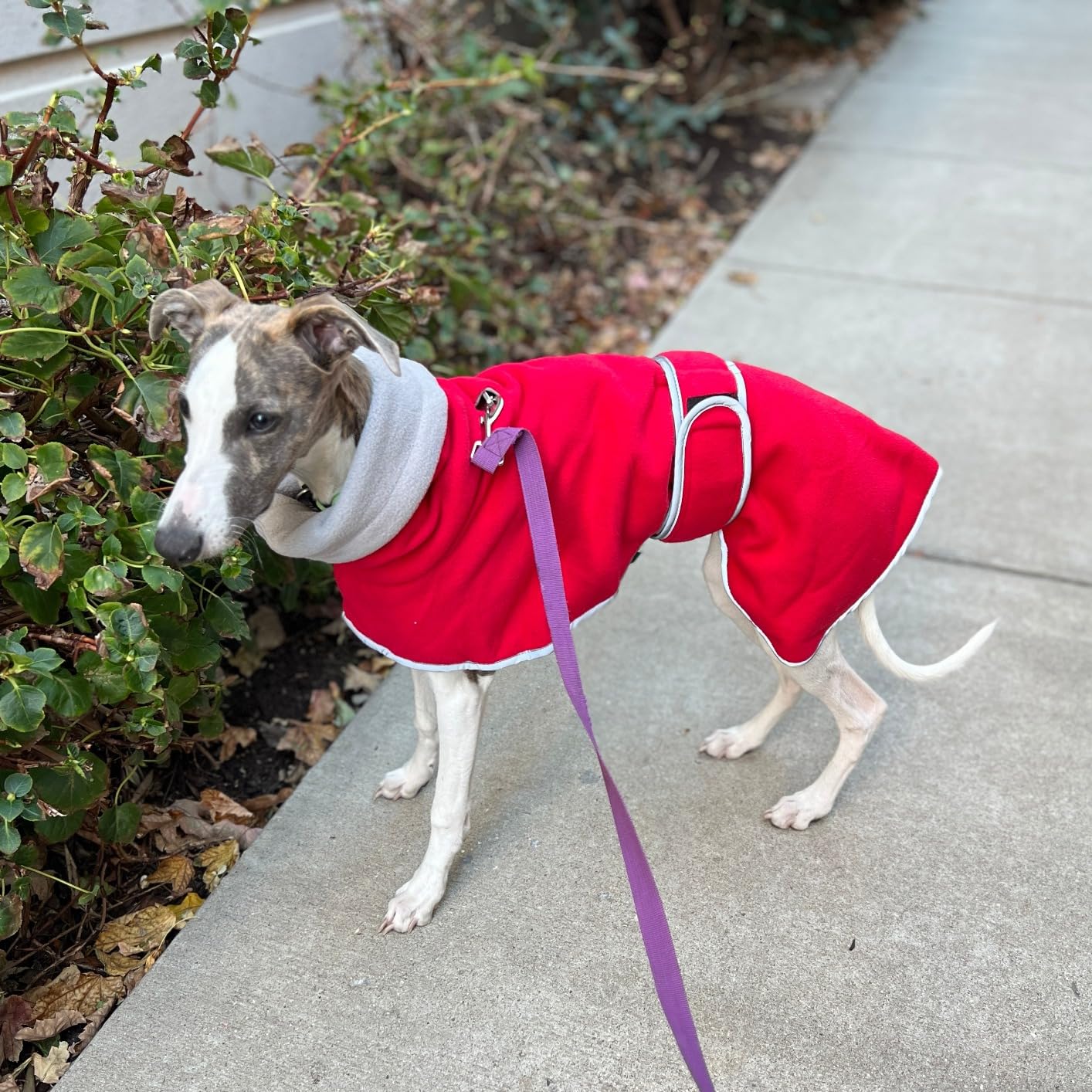 Greyhounds Lurchers Whippets Dog Coats with Reflective Stripe Dog Winter Coat Jacket Fleece Adjustable Band customer photo 1