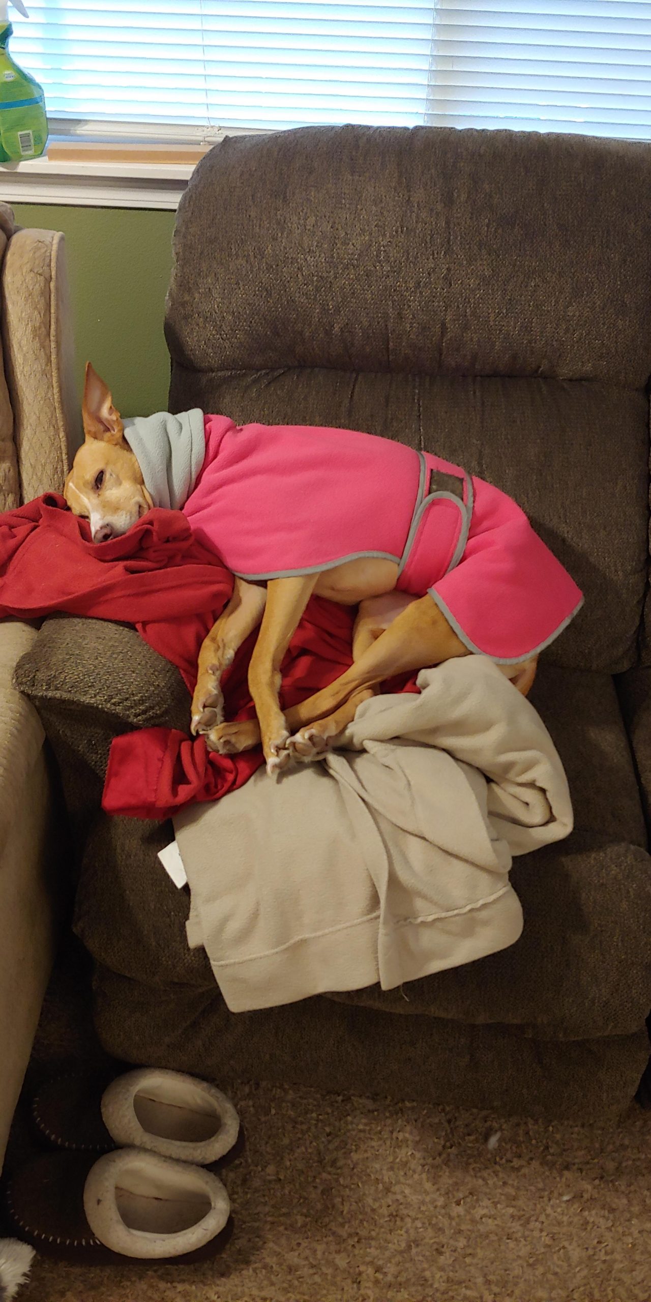 Greyhounds Lurchers Whippets Dog Coats with Reflective Stripe Dog Winter Coat Jacket Fleece Adjustable Band customer photo 2