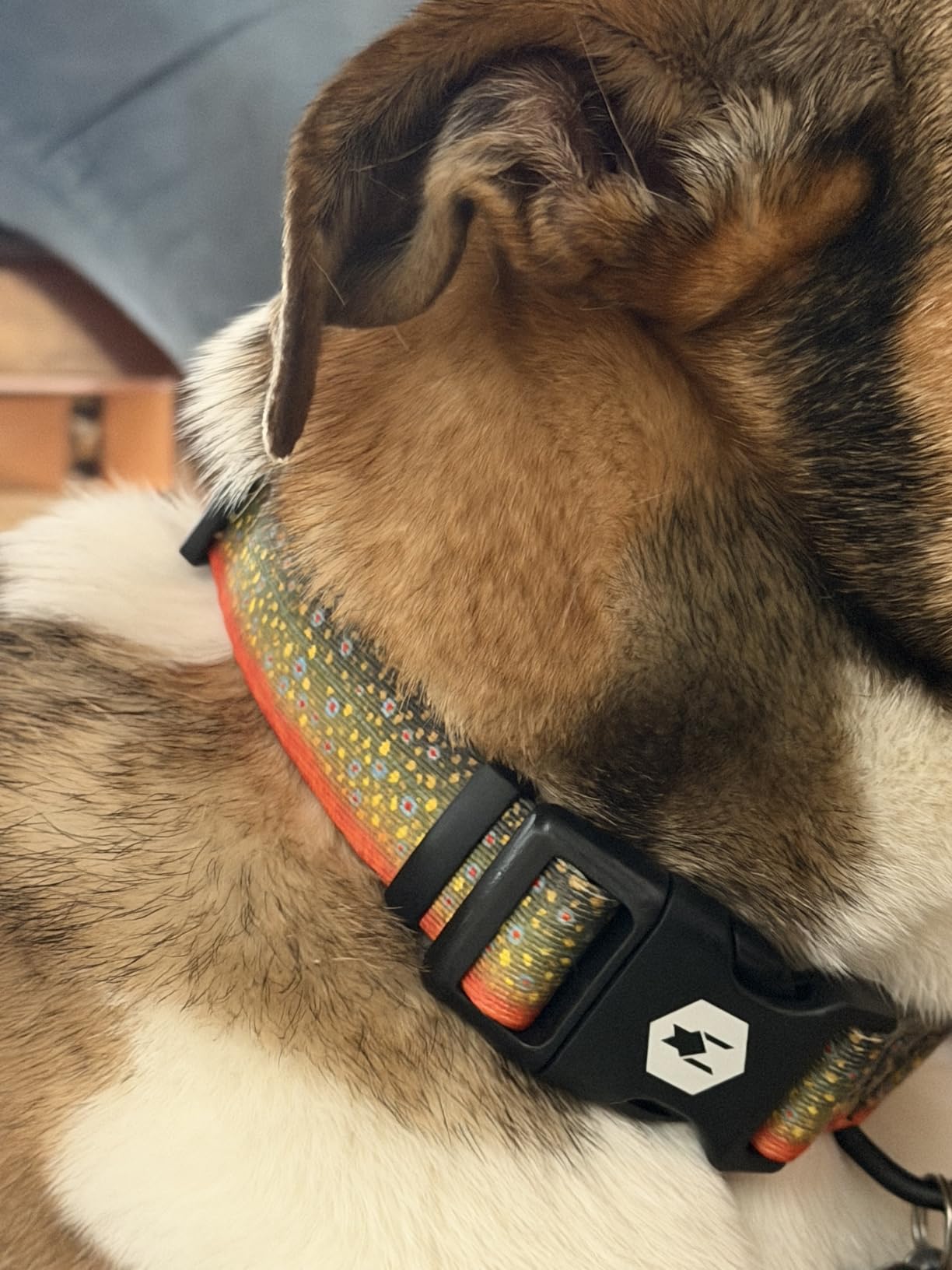 Wolfgang Heavy Duty, Adjustable Dog Collar with Quick Release Nylon Buckle for Walking & Training, Overland Print, Medium customer photo 1