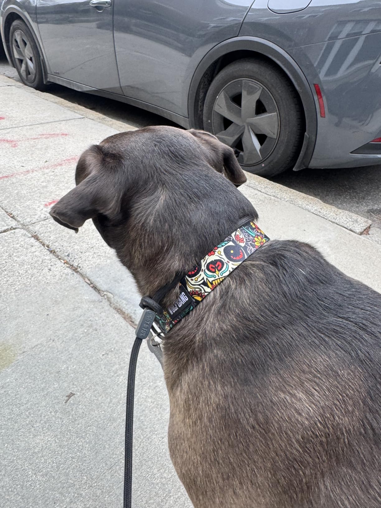Wolfgang Heavy Duty, Adjustable Dog Collar with Quick Release Nylon Buckle for Walking & Training, Overland Print, Medium customer photo 2