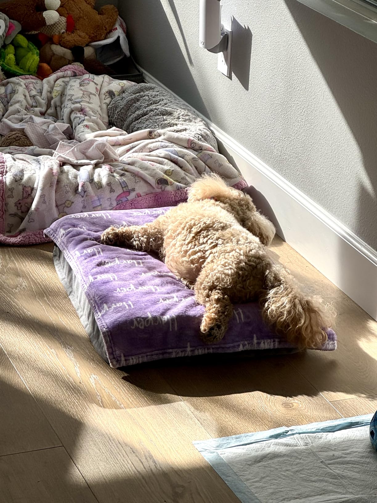 Bedsure Washable Dog Beds Large Sized Dog with Comfy Sherpa, 36x27in Grey customer photo 1