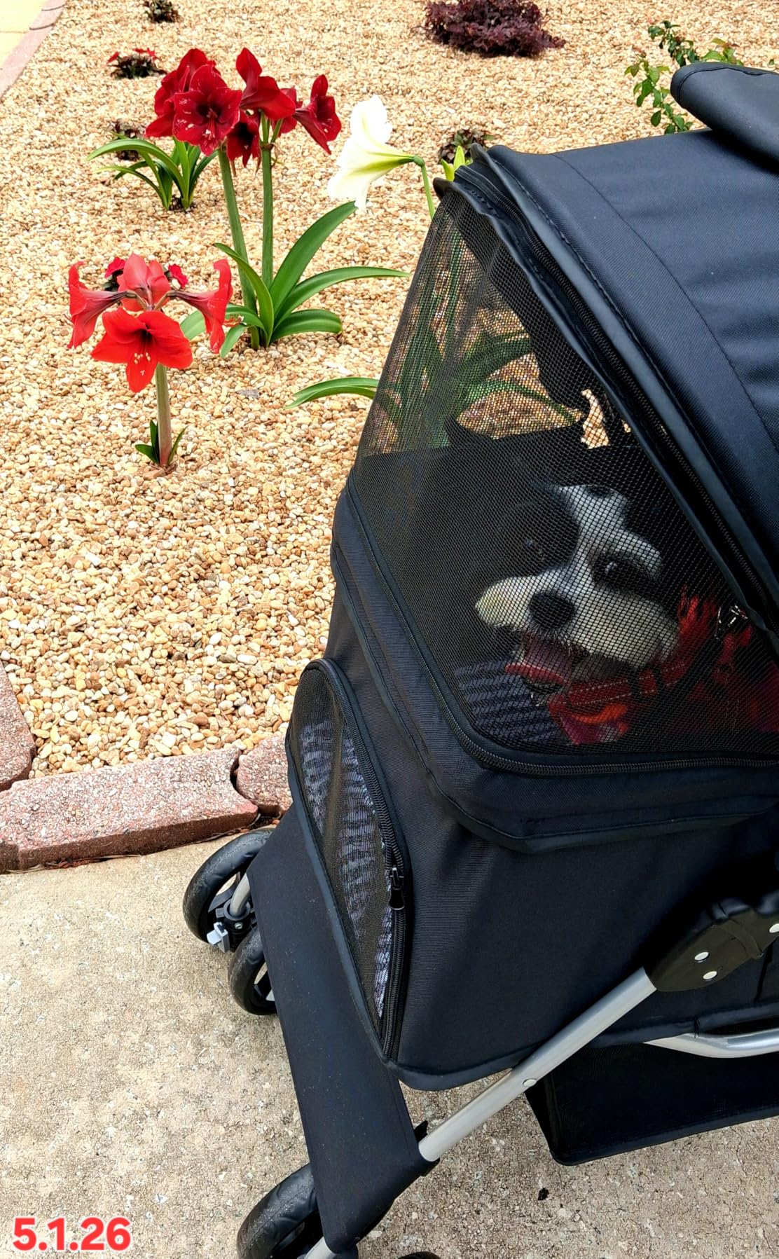 4 Wheels Pet Stroller Dog Cat Stroller for Small Medium Dog Cats Foldable Carrier Jogger Travel Puppy with Storage Basket and Cup Holder (Black) customer photo 1
