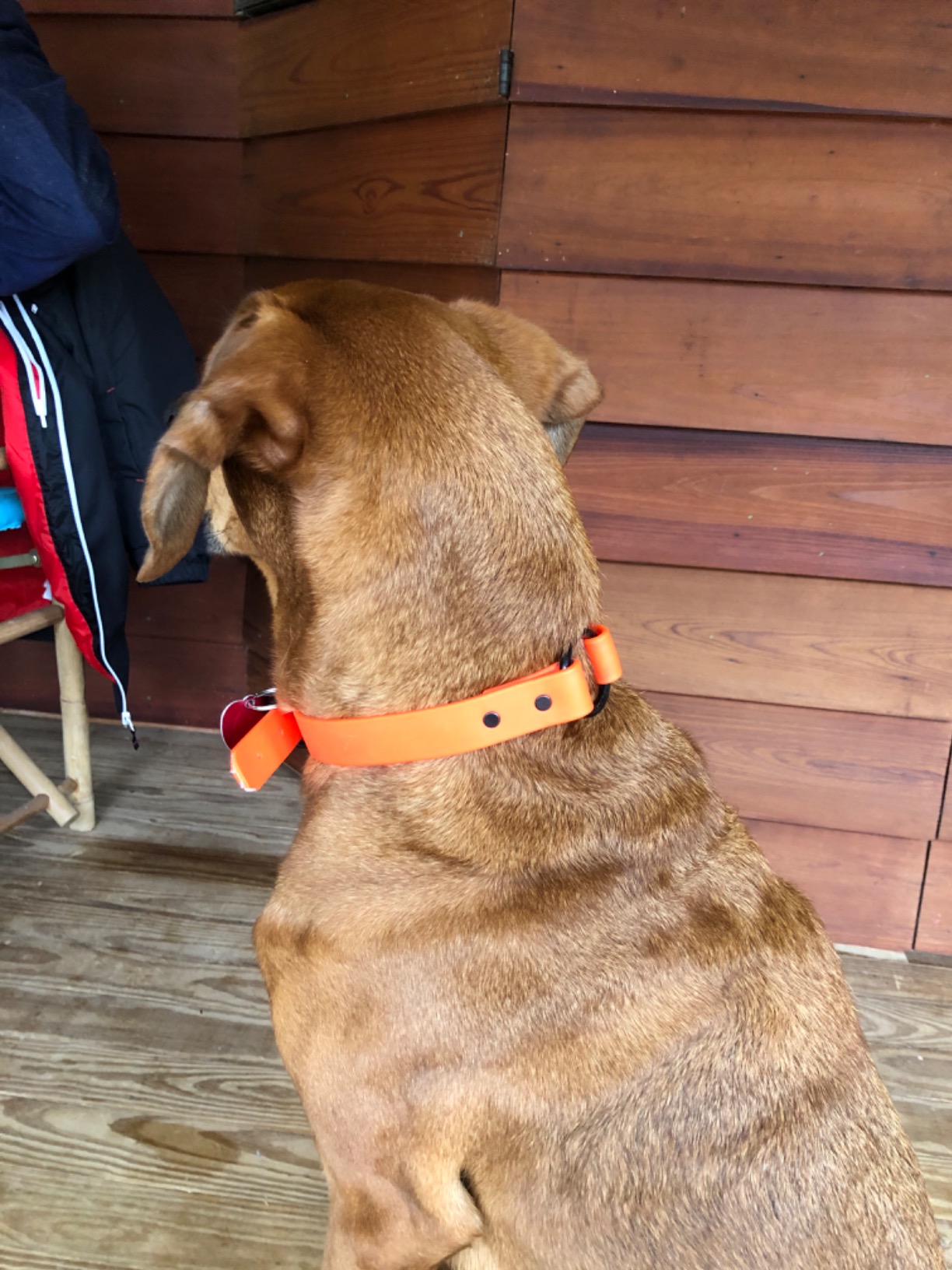 Regal Dog Products Large Orange Waterproof, Biothane Hunting Dog Collar with Heavy Duty Black Hardware Center Ring, Double Buckle and D Ring | Custom Fit Vinyl-Coated Webbing | Small, Medium, Large customer photo 1
