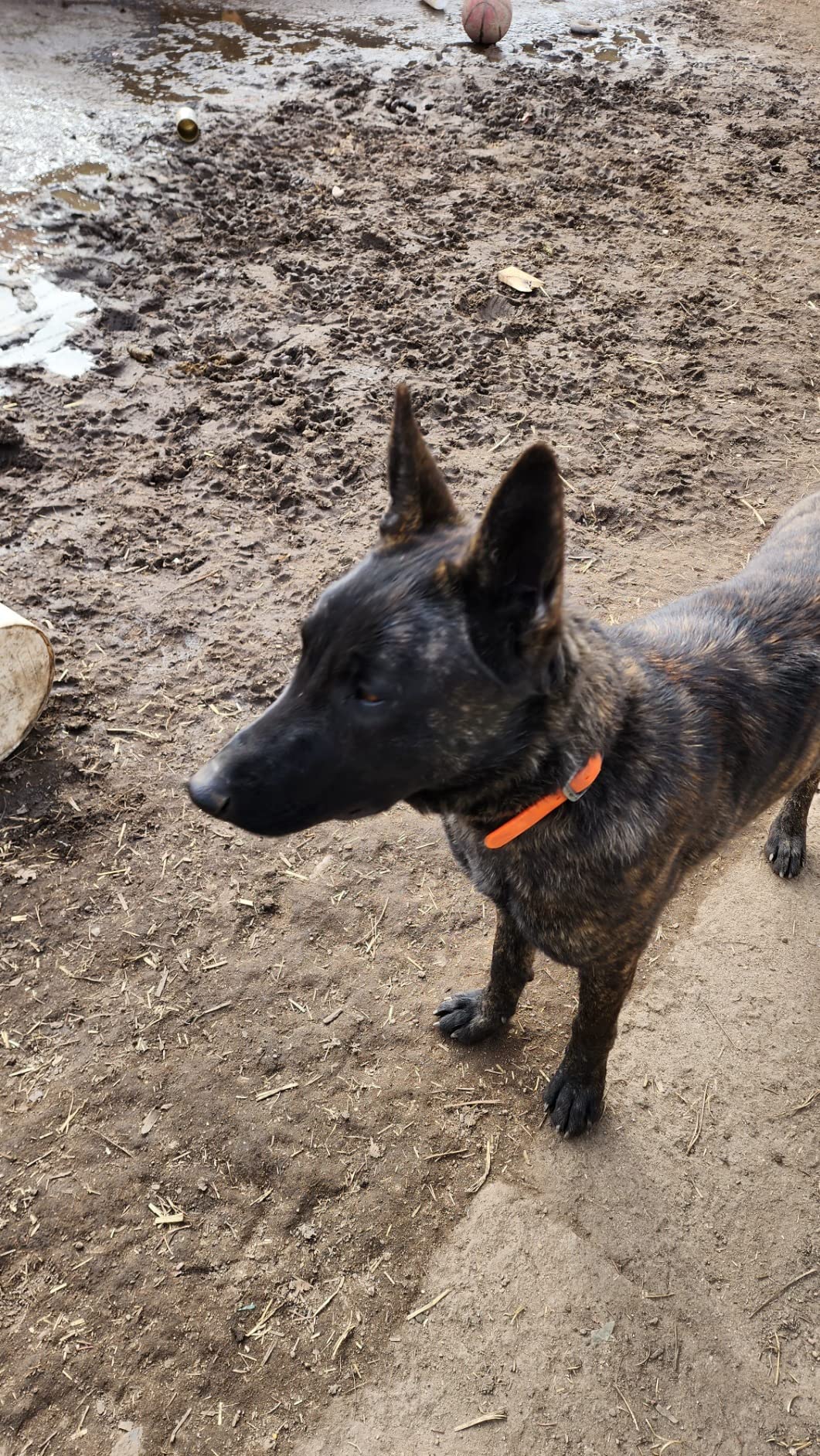 Regal Dog Products Large Orange Waterproof, Biothane Hunting Dog Collar with Heavy Duty Black Hardware Center Ring, Double Buckle and D Ring | Custom Fit Vinyl-Coated Webbing | Small, Medium, Large customer photo 2