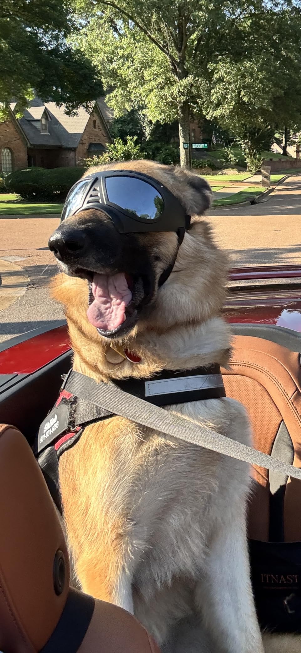 Large Dog Goggles, Windproof Snowproof Anti-UV Dog Sunglasses for Medium to Large Breed Eye Protection, Soft Frame with Adjustable Straps, Black customer photo 1