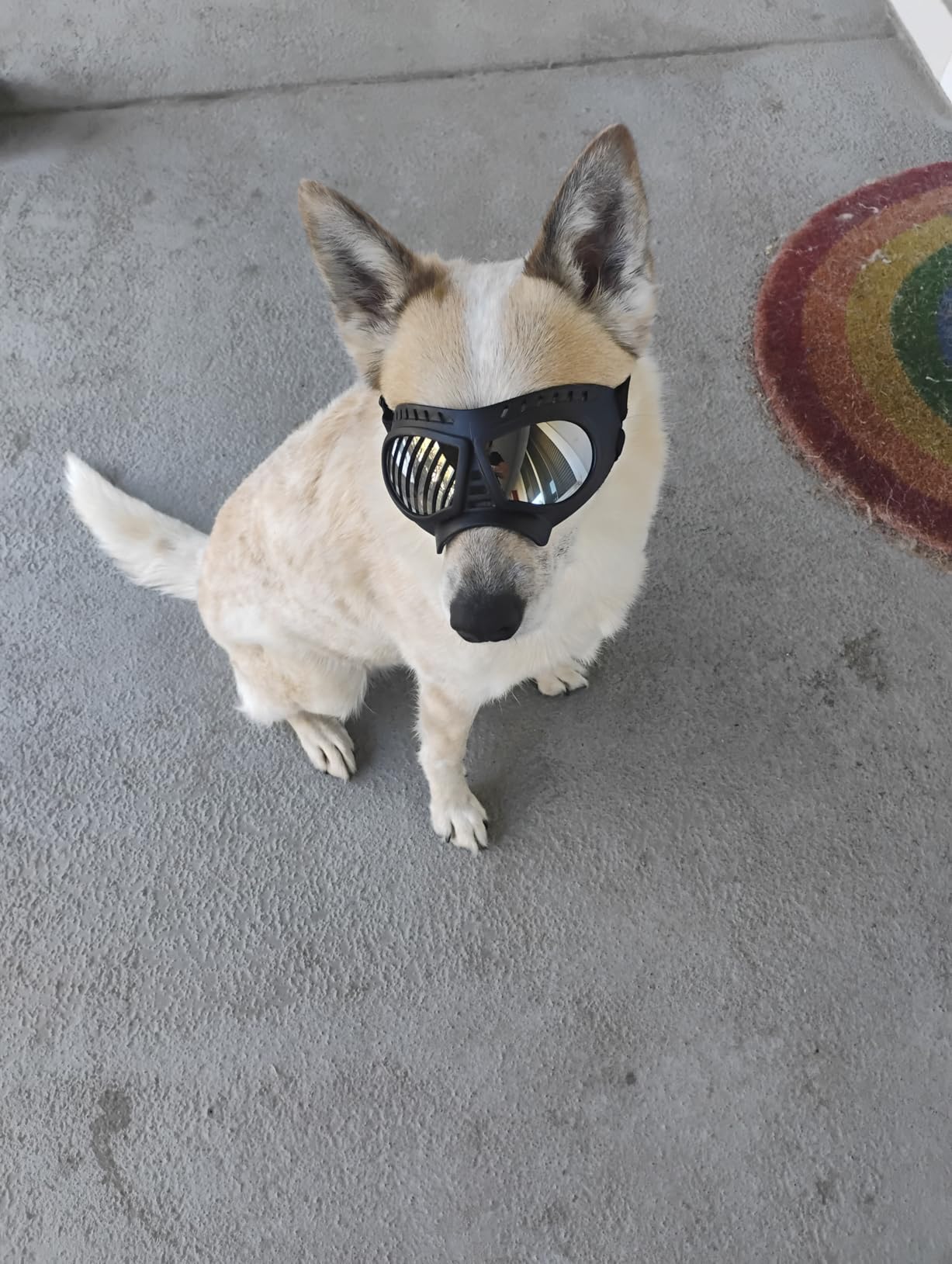 Large Dog Goggles, Windproof Snowproof Anti-UV Dog Sunglasses for Medium to Large Breed Eye Protection, Soft Frame with Adjustable Straps, Black customer photo 2