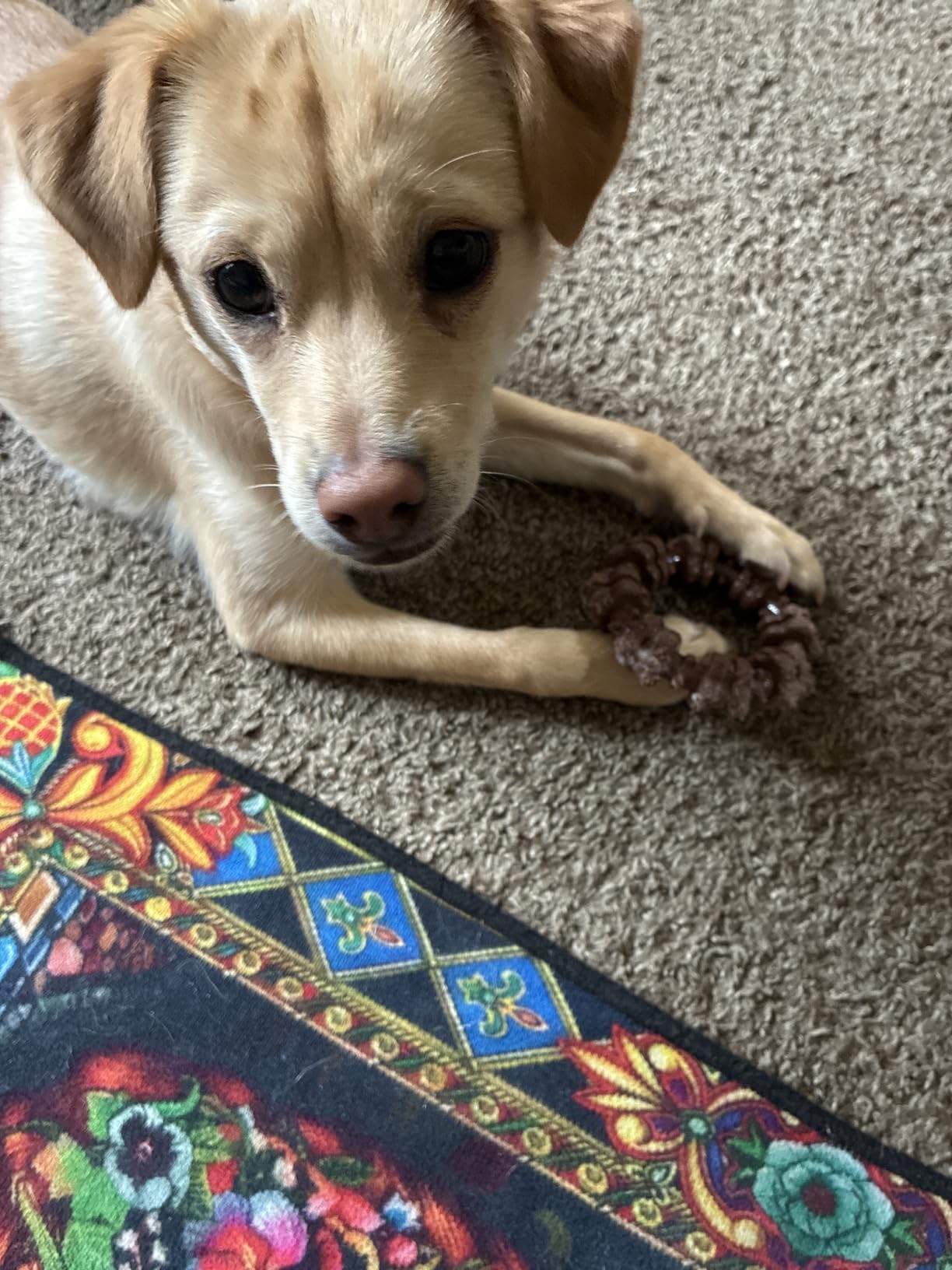Nylabone Textured Ring Power Chew Toy for Small Dogs, Durable Dog Toys for Aggressive Chewers, Strong Dog Chew Bones To Keep Them Busy, Flavor Medley, Small - Up to 25 lbs, 1 Count customer photo 2