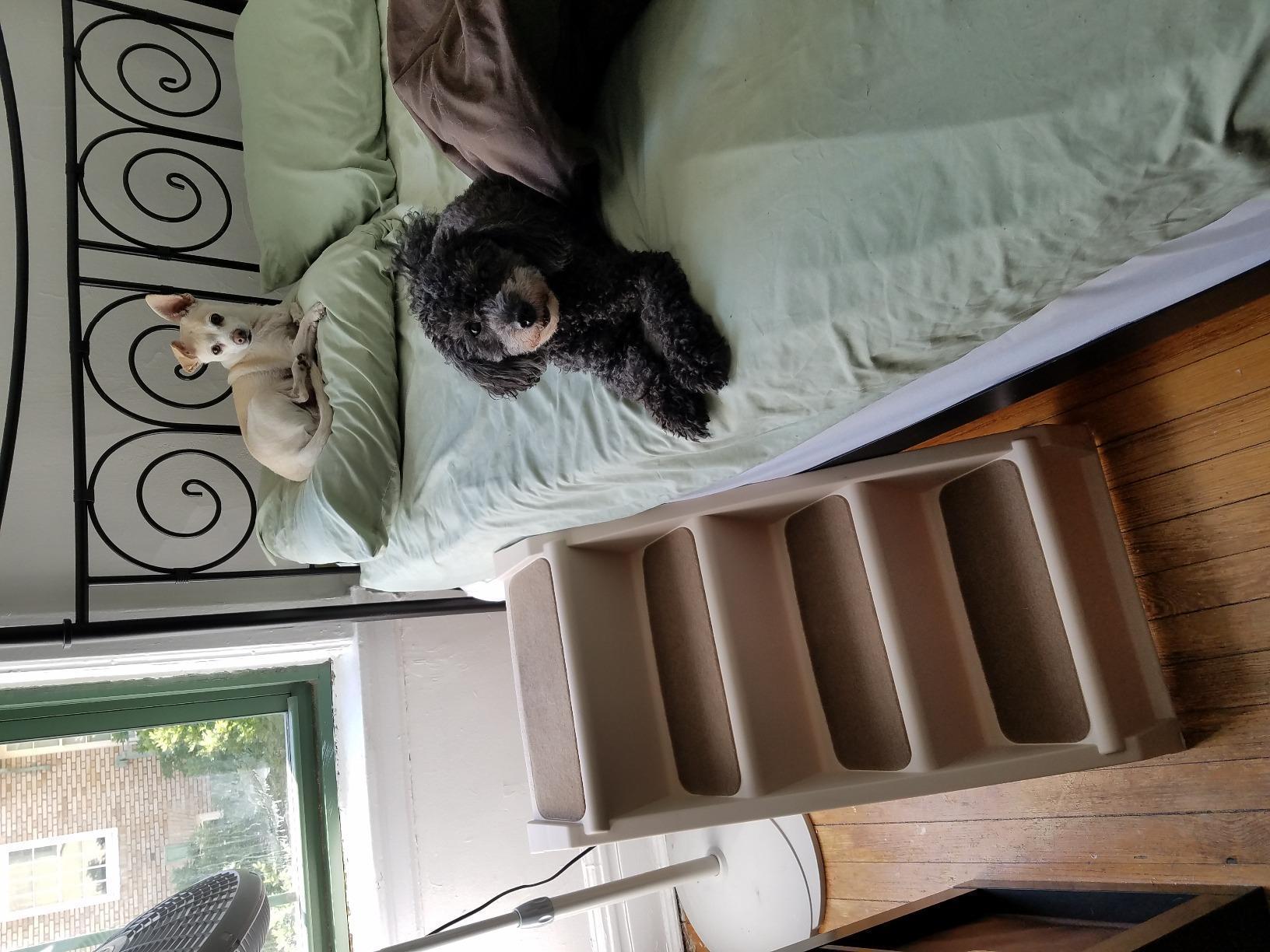 PetSafe CozyUp Folding Dog Stairs, Portable Indoor/Outdoor Pet Steps for Bed & Couch, Grey, 25 Inch customer photo 2