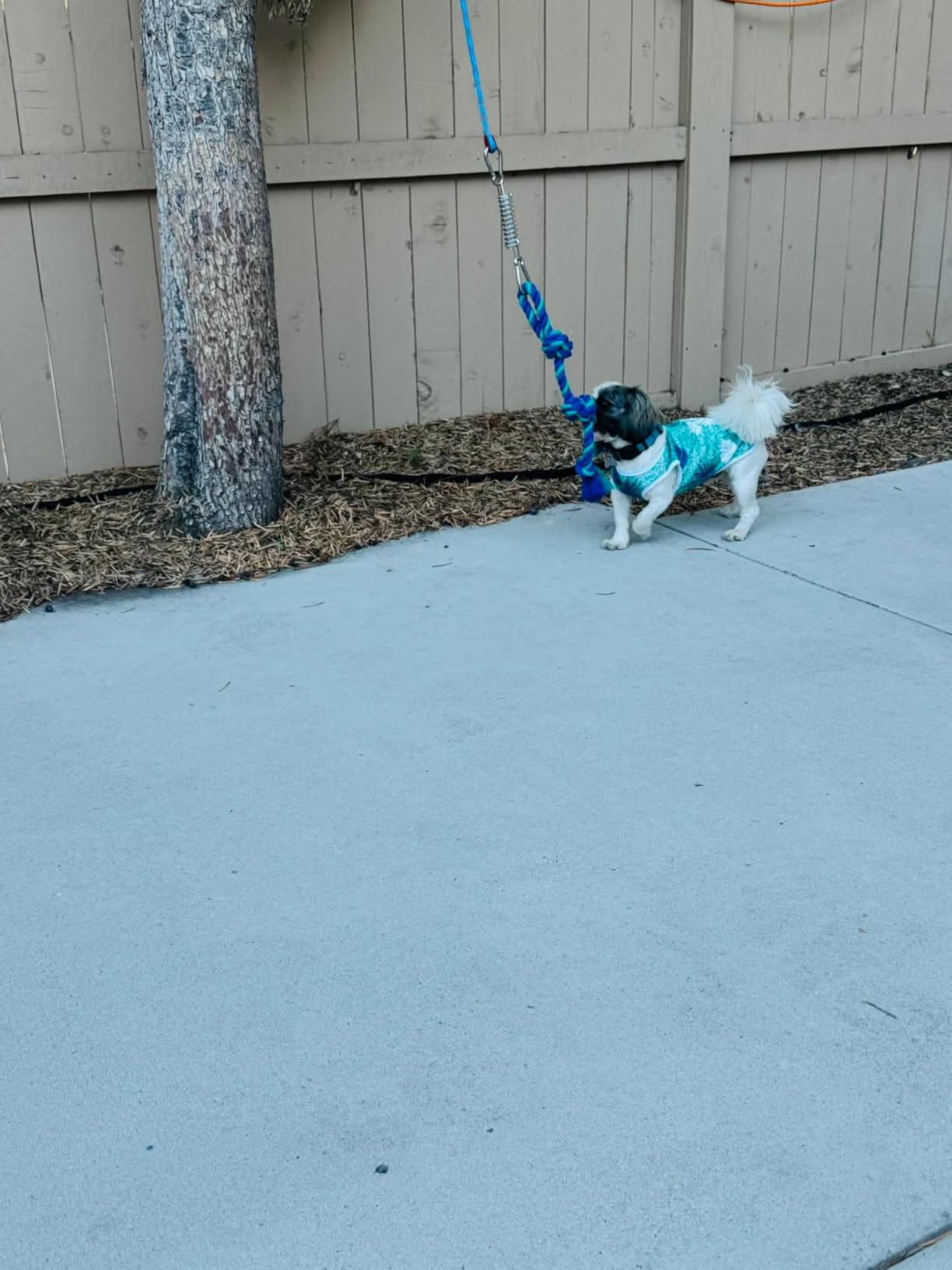 Petbobi Dog Tree Tug Toy, Outdoor Hanging Spring Bungee Tether, Large Dog customer photo 1