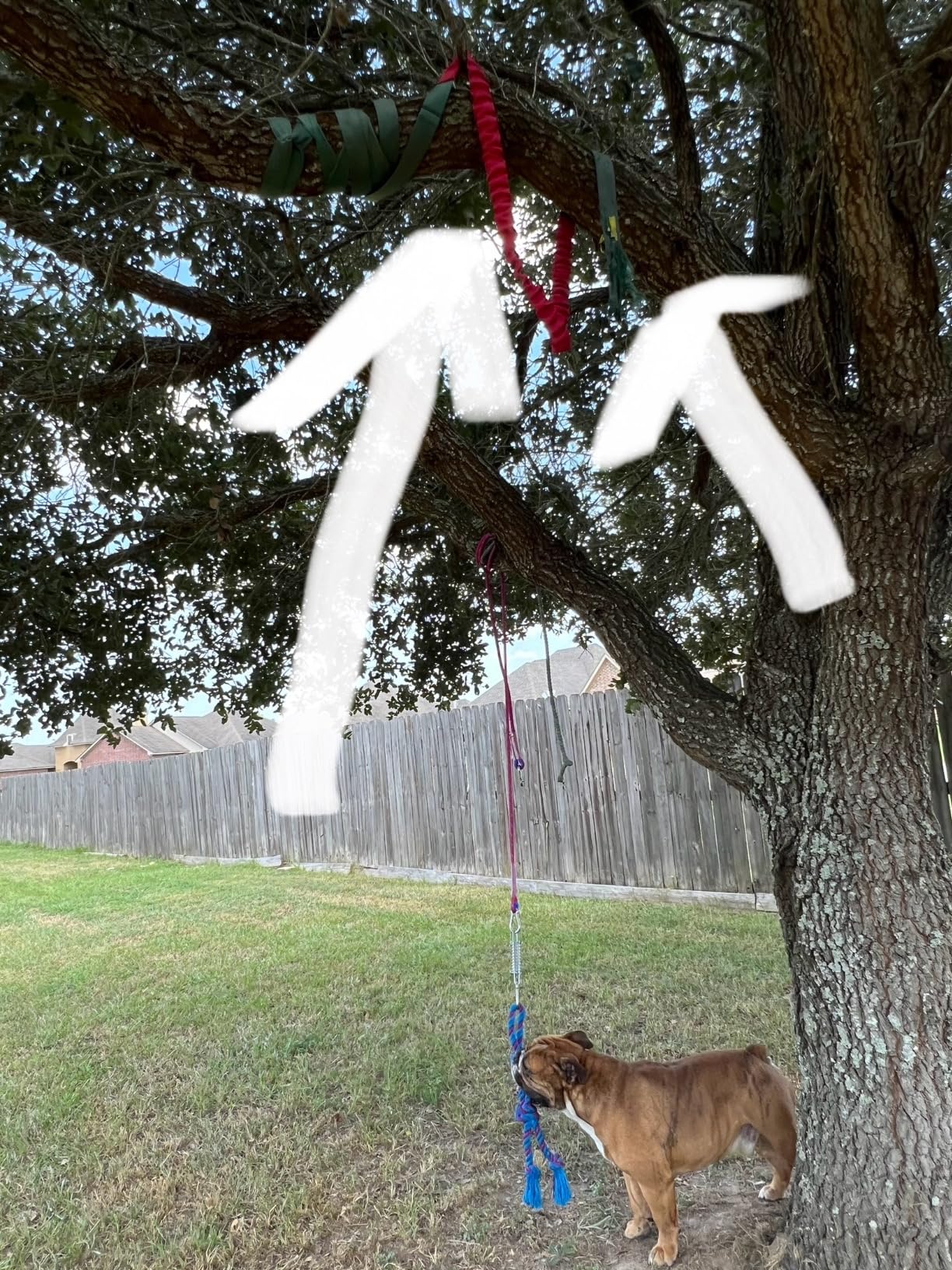 Petbobi Dog Tree Tug Toy, Outdoor Hanging Spring Bungee Tether, Large Dog customer photo 2