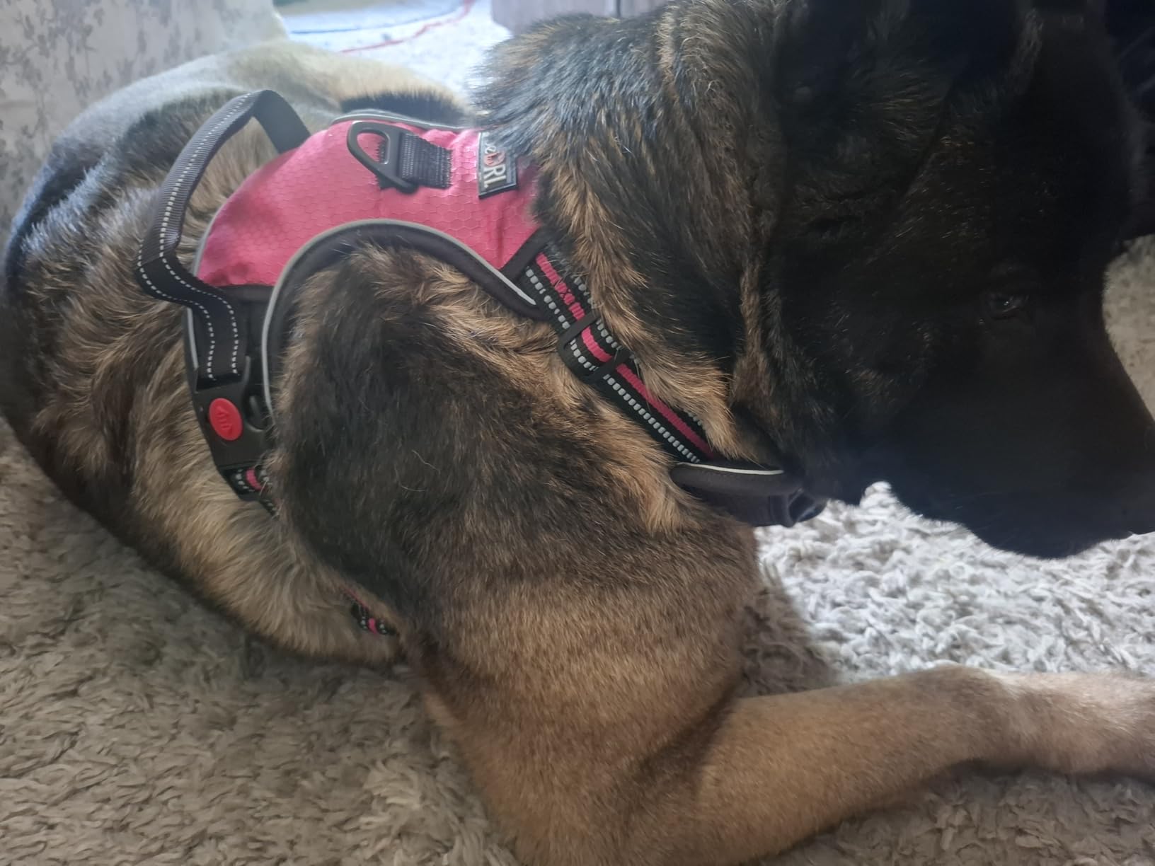tobeDRI No Pull Dog Harness Adjustable Reflective Oxford Easy Control Medium Large Dog Harness with A Free Heavy Duty 5ft Dog Leash customer photo 1