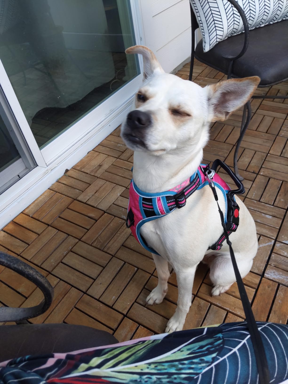 tobeDRI No Pull Dog Harness Adjustable Reflective Oxford Easy Control Medium Large Dog Harness with A Free Heavy Duty 5ft Dog Leash customer photo 2