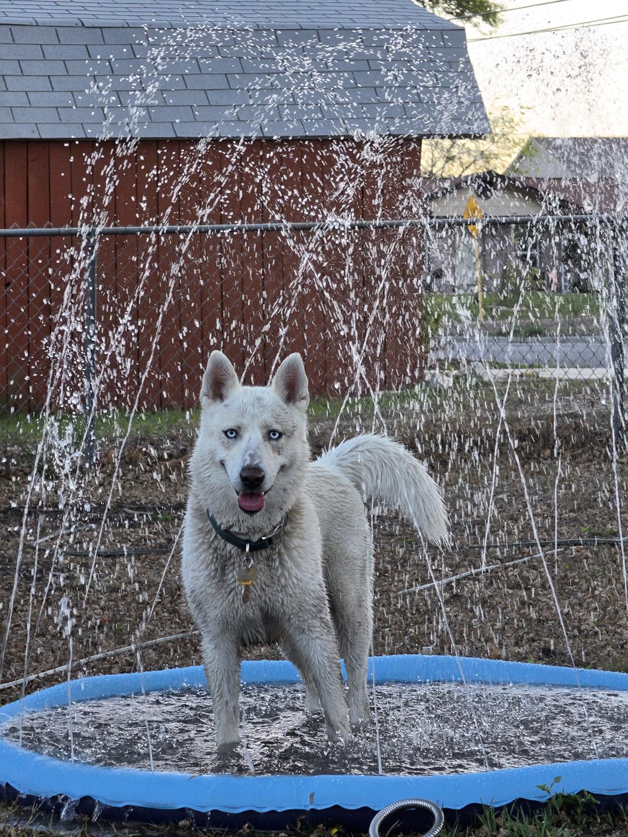 Peteast Splash Pad for Dogs & Kids - Anti-Slip Dog Pool for Large Dogs, 0.58 mm Thickened Durable Outdoor Water Play Mat, Summer Sprinkler Toy for Backyard (67in, Blue) customer photo 1
