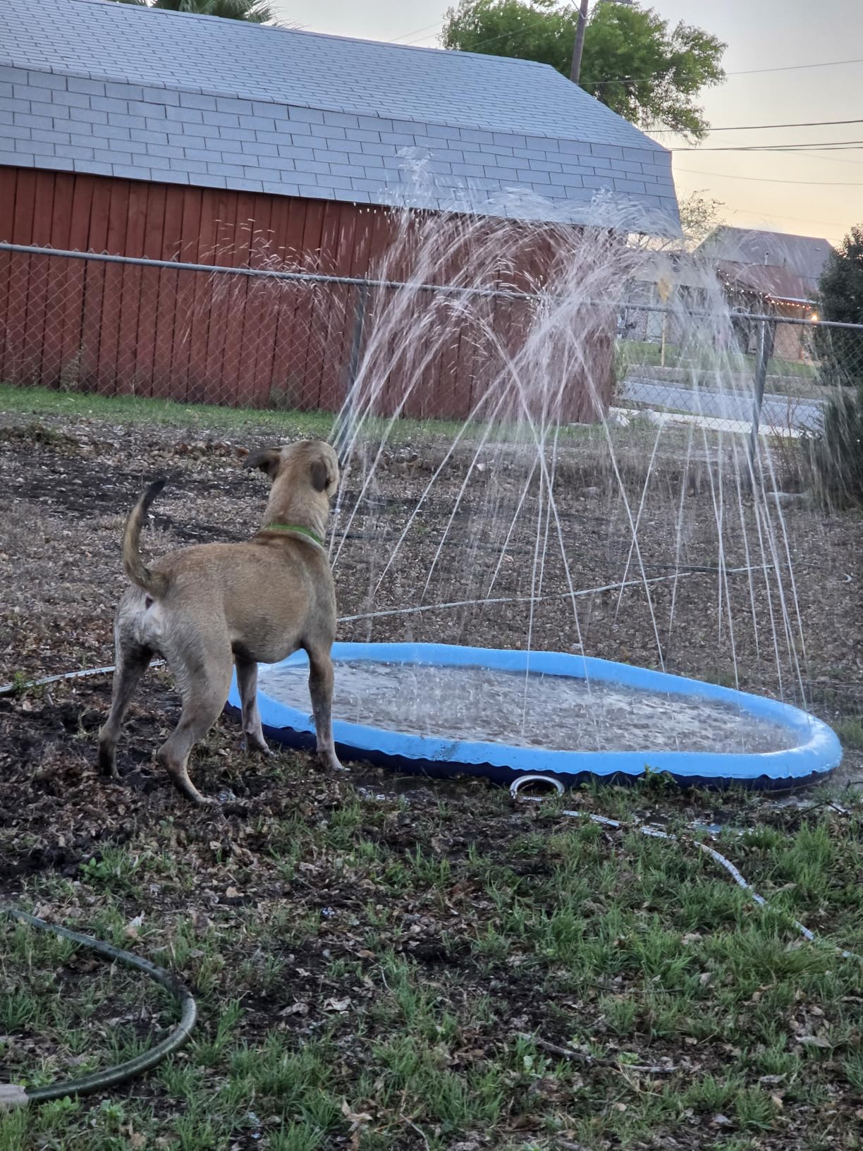 Peteast Splash Pad for Dogs & Kids - Anti-Slip Dog Pool for Large Dogs, 0.58 mm Thickened Durable Outdoor Water Play Mat, Summer Sprinkler Toy for Backyard (67in, Blue) customer photo 2