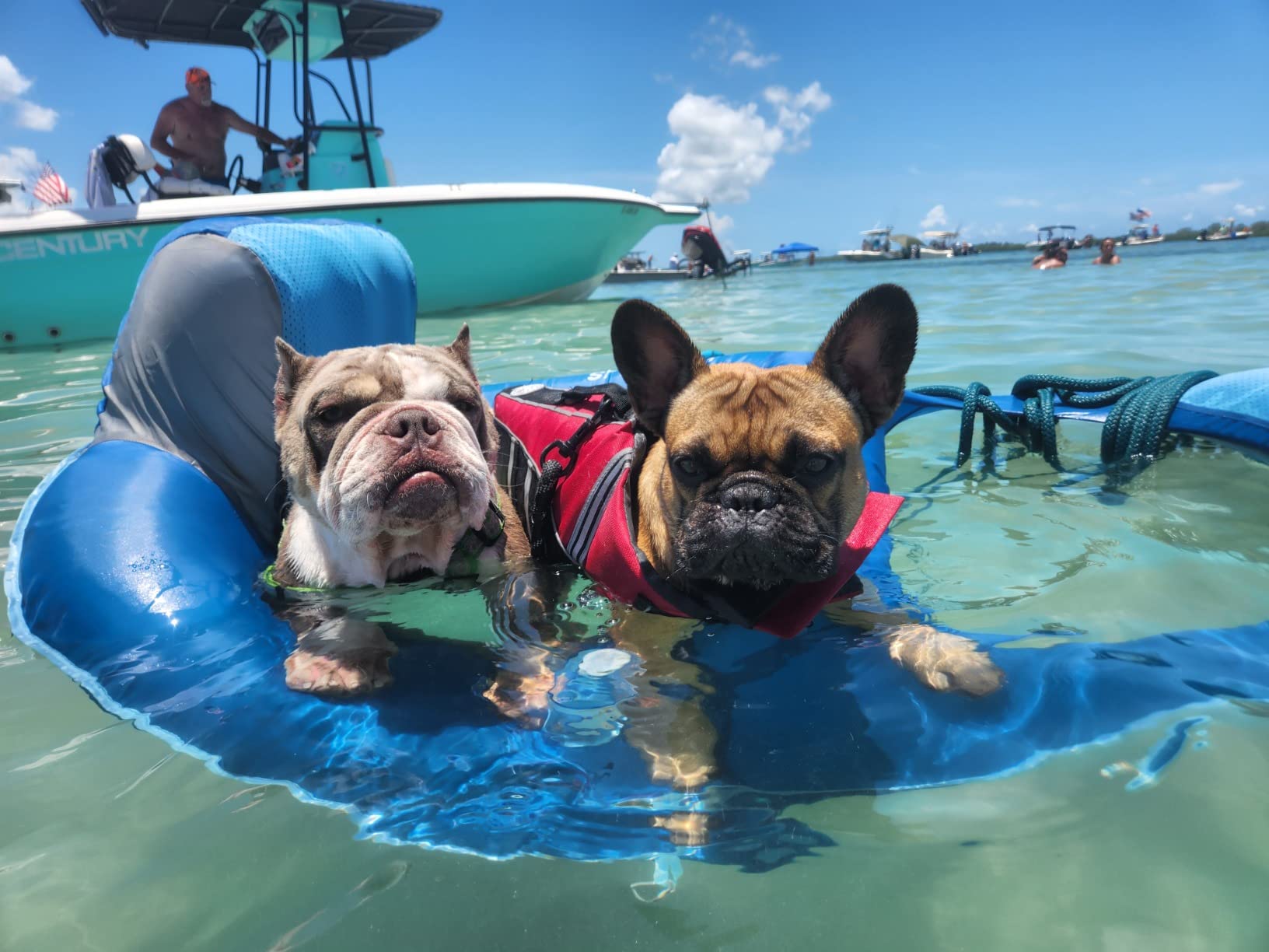 Petglad French Bulldog Life Jacket, Life Vest with Chin Float Rescue Handle for Corgi Pug, Adjustable High Visibility Flotation Swim Vest for Swimming Boating, Green customer photo 1