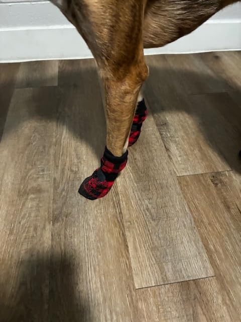 EXPAWLORER Anti Slip Dog Socks to Prevent Licking Paws, Dog Shoes for Hot Pavement, Dog Booties for Small Medium Large Senior Dogs, Traction Control Boots & Paw Protectors for Hardwood Floors customer photo 2