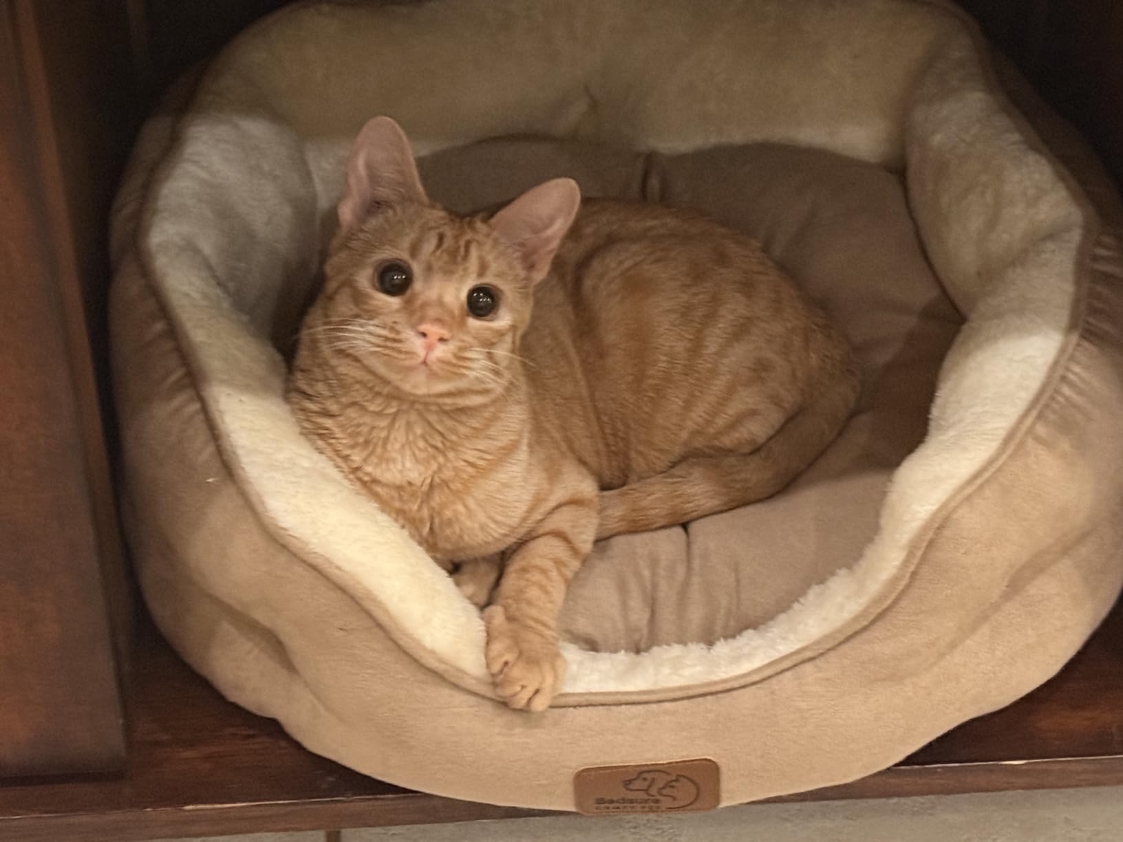 Bedsure Dog Beds for Small Dogs - Round Cat Beds for Indoor Cats, Washable Pet Bed for Puppy and Kitten with Slip-Resistant Bottom, 20 Inches, Camel customer photo 1