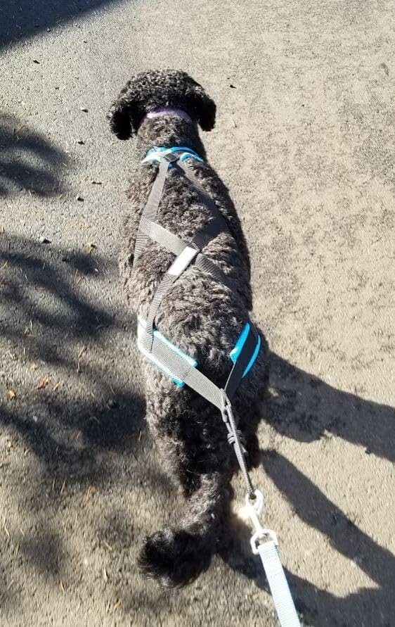 Dog Weight Pulling Harness, XBack for Canicross, Dog Sport, Bike Joring, Ski Joring, Sled Harness, Dog mushing, Dog Running Harness customer photo 1