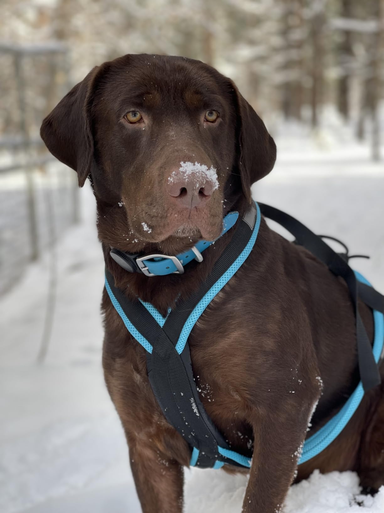 Dog Weight Pulling Harness, XBack for Canicross, Dog Sport, Bike Joring, Ski Joring, Sled Harness, Dog mushing, Dog Running Harness customer photo 2