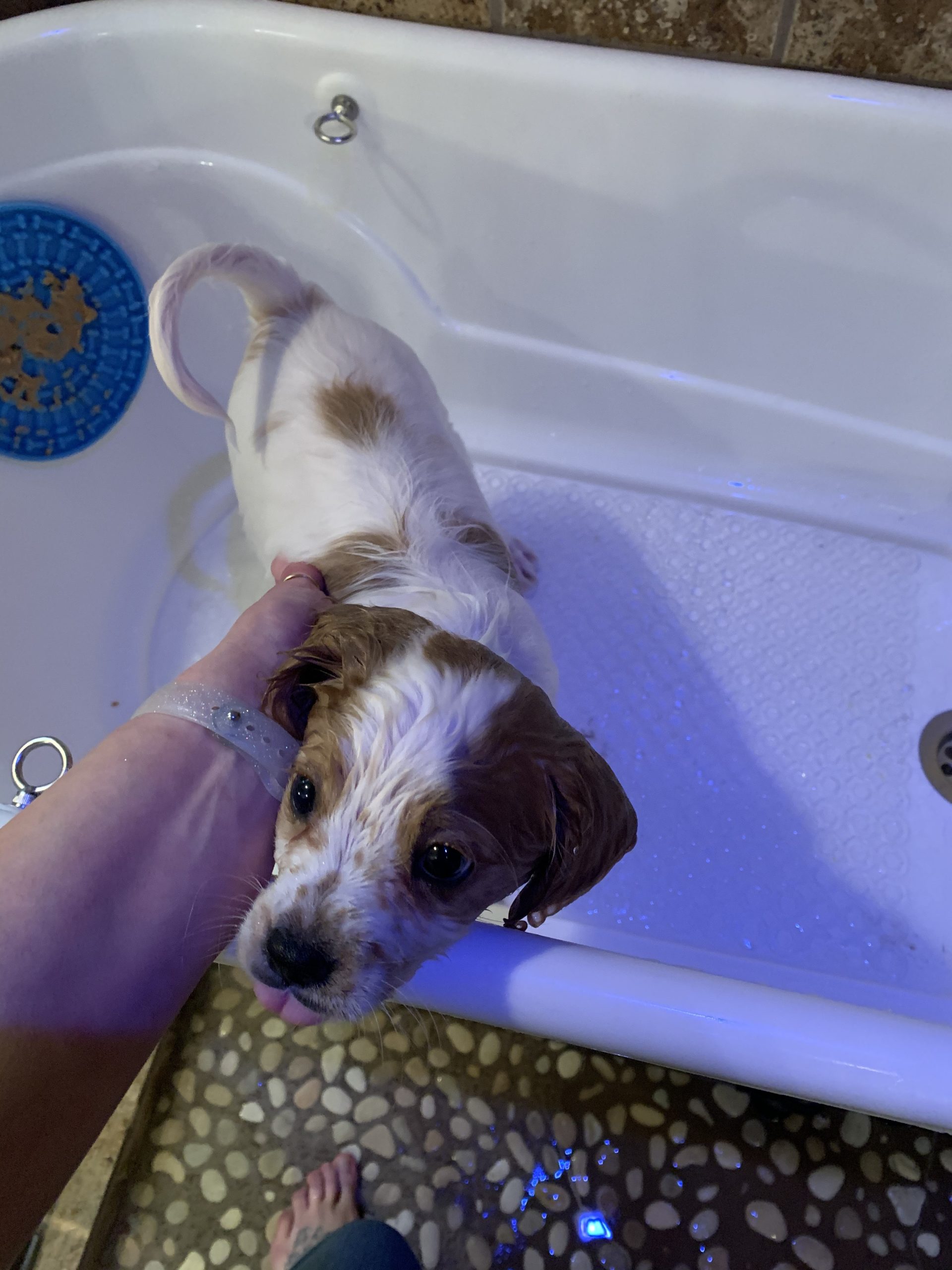 Dog Grooming Plastic Free Standing Bathtub for Small & Medium Sized Pets, for Indoor & Outdoor customer photo 1