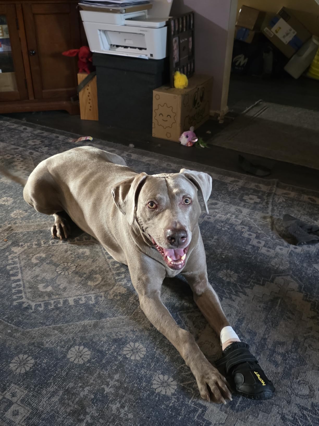 Hcpet Dog Boots, Anti-Slip Dog Booties for Hot Pavement Winter Snow Hiking with Reflective Straps customer photo 2
