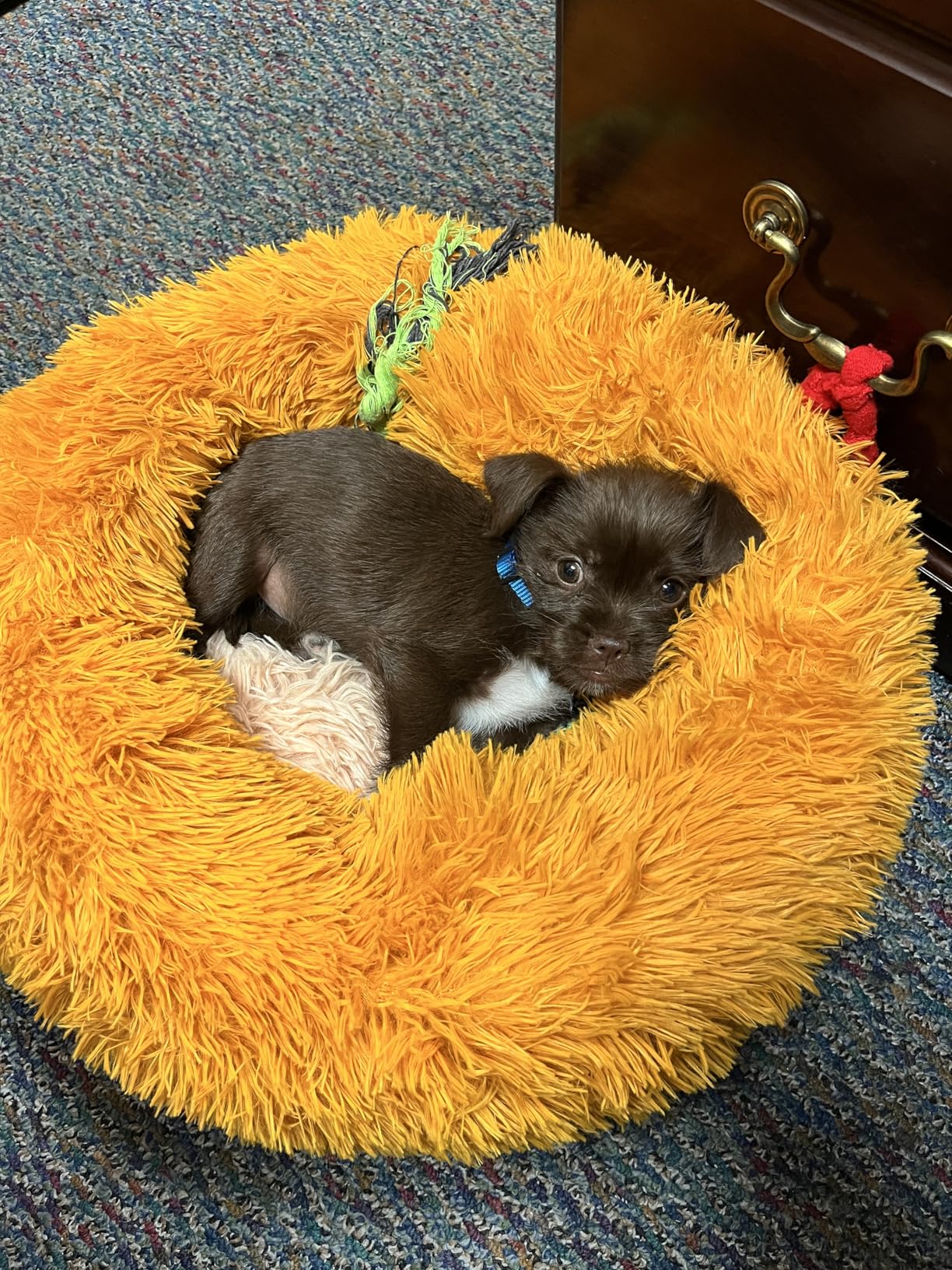 Small Calming Dogs Bed for Small Dogs Anti-Anxiety Machine Washable Fluffy Luxury Anti-Slip Waterproof Mute Base Warming Cozy Soft Pet Puppy Round Bed customer photo 2