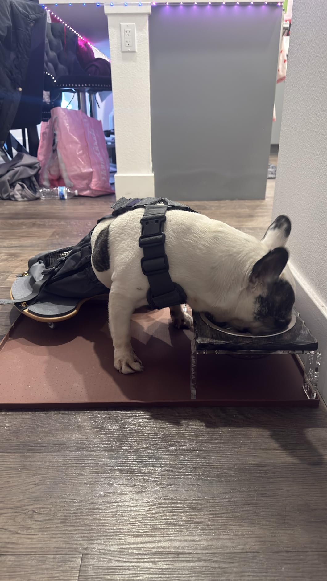 derYEP Pet Scooter Wheelchair for Rear Legs paralyzed Dog Protects Chest and Limbs customer photo 1