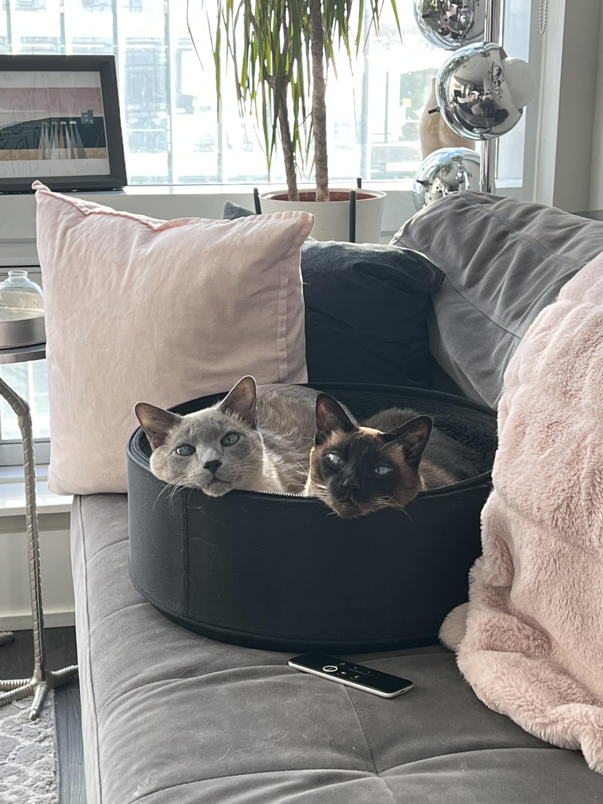 Sleepypod Mobile Pet Bed - Multi-use Travel Pet Bed, Crash-Tested Car Seat, & Carrier for Dogs and Cats up to 15 Pounds (First Blush) customer photo 1