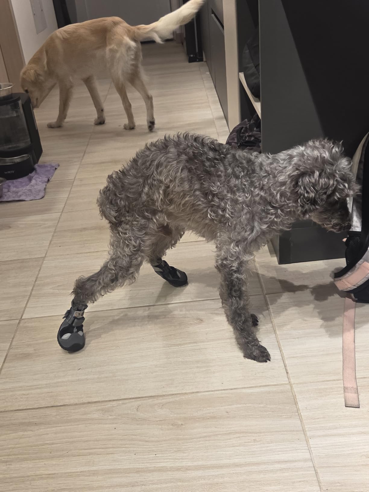 Hcpet Dog Shoes for Dogs - Anti-Slip Dog Boots & Paw Protectors for Hot Pavement Winter Snow Hiking with Reflective Straps customer photo 1