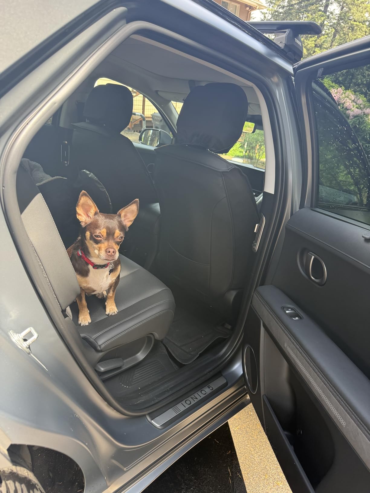 BurgeonNest Dog Car Seat for Small Dogs, Soft Pet Car Travel Home Bed Under 25 lbs, Fully Detachable and Washable Cat Booster Carseats with Storage Pockets and Clip-On Leash Portable Carrier, Black customer photo 1