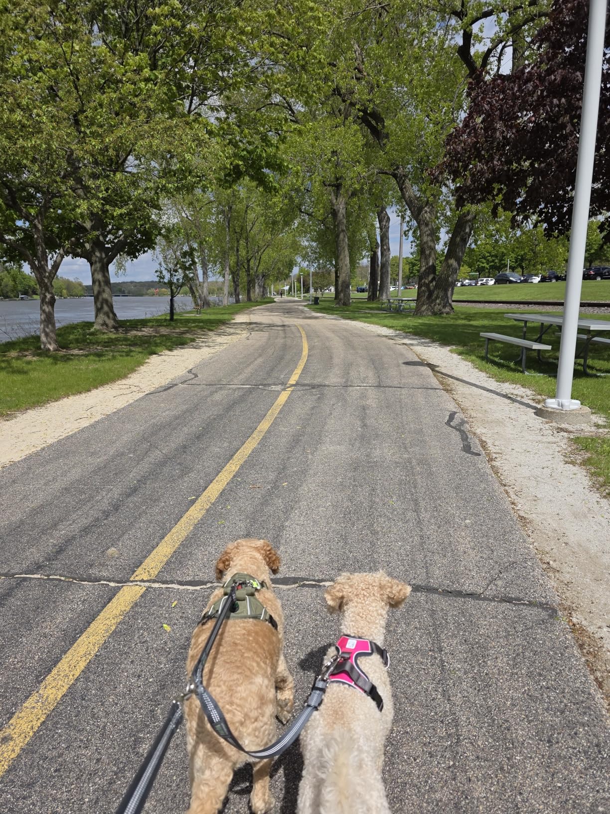 Embark Adventure No Pull Dog Harness, Reflective Trim No Pull Harness for Medium Sized Dog - Military Grade Nylon, Front Clip with Gel Lined Handle. Soft & Padded Puppy customer photo 2