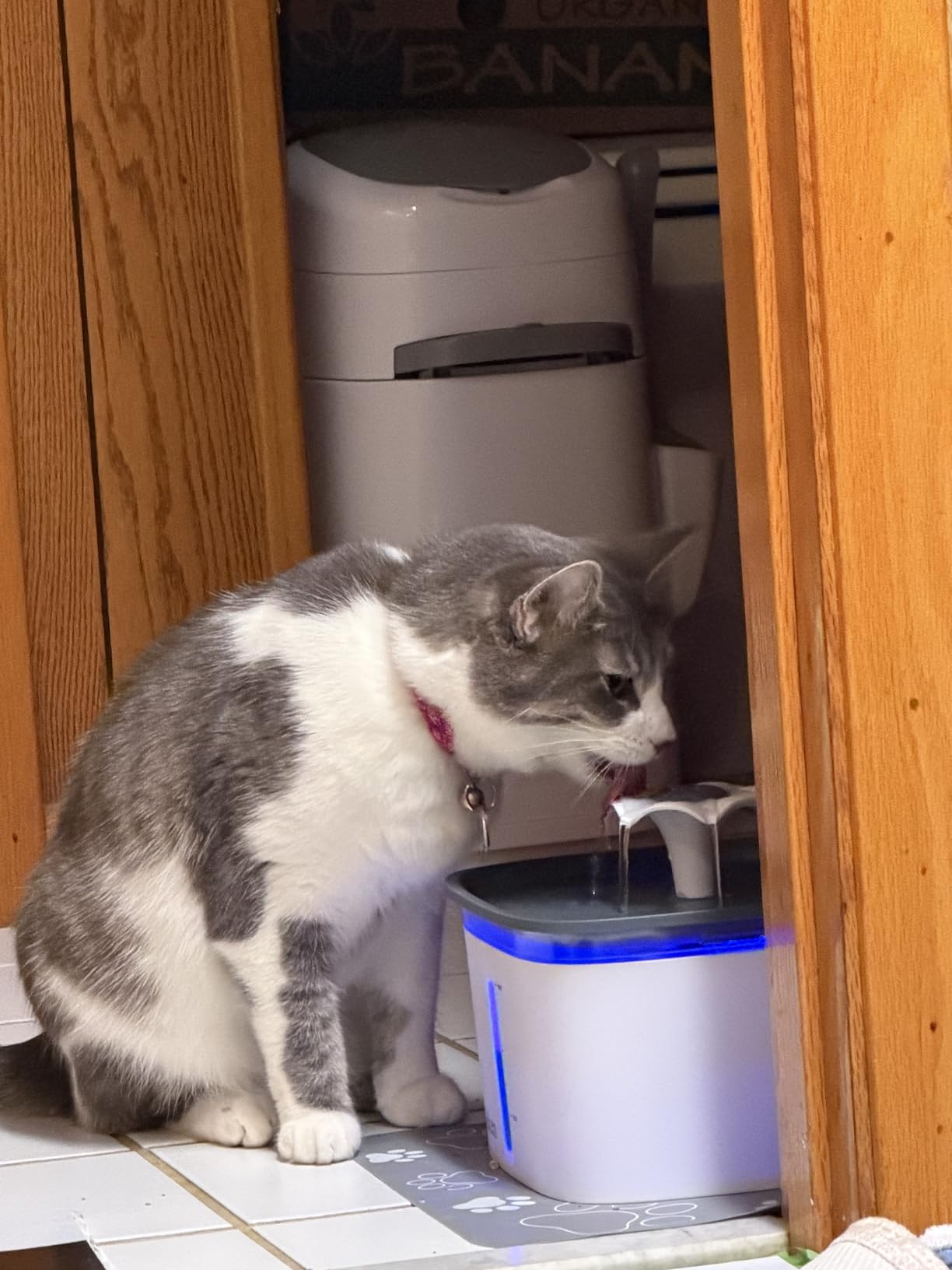 Veken Innovation Award Winner 95oz/2.8L Pet Fountain, Automatic Cat Water Fountain Dog Water Dispenser with Replacement Filters for Cats, Dogs, Multiple Pets (Grey, Plastic) customer photo 2