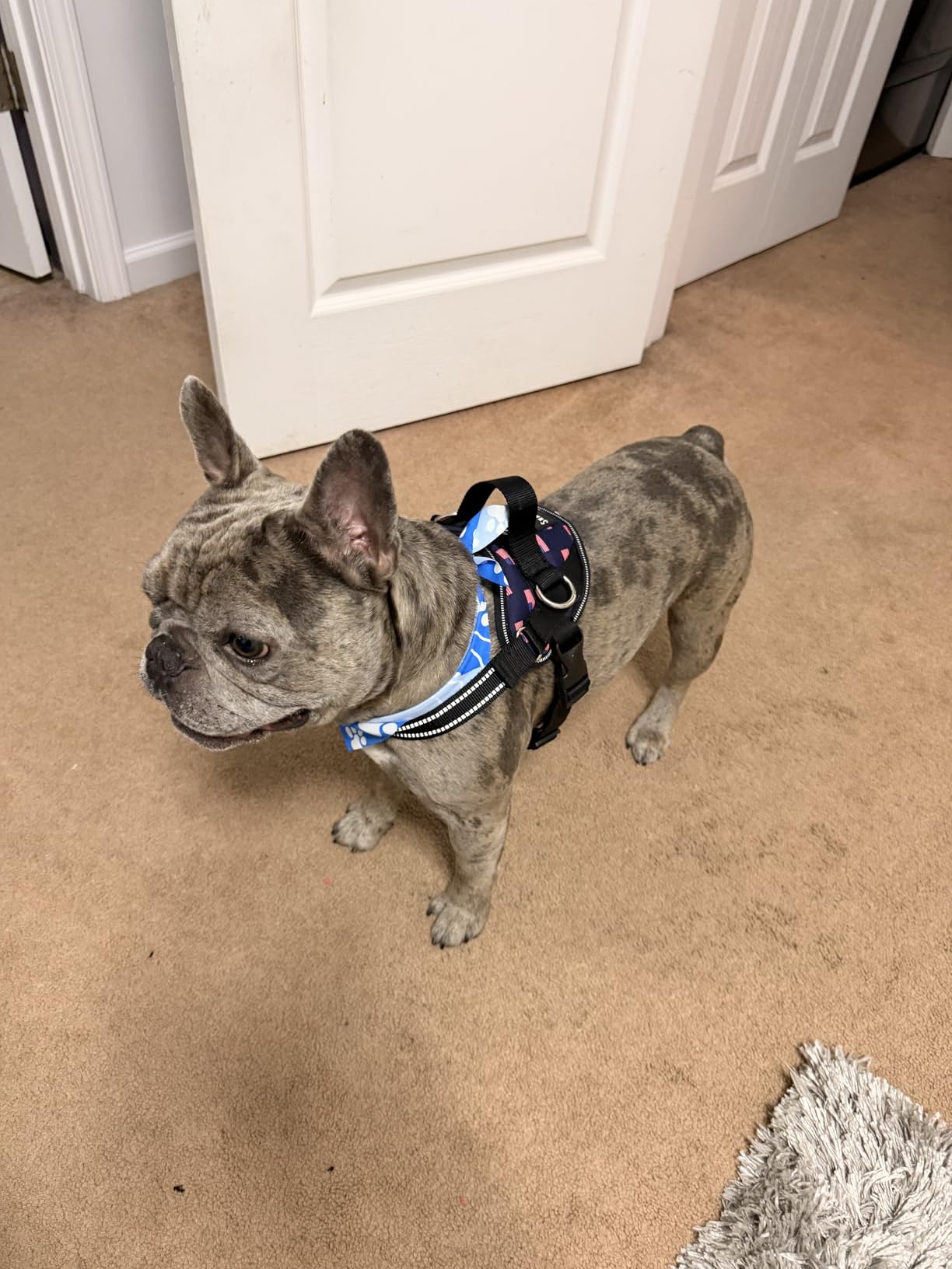 ShawnCo Essential Dog Harness, No-Pull Pet Vest with 3 Leash Clips, No Choke, Reflective, Adjustable and Padded, for Easy Walking and Training for Small, Medium and Large Dogs (Oceanic Blue, Medium) customer photo 1