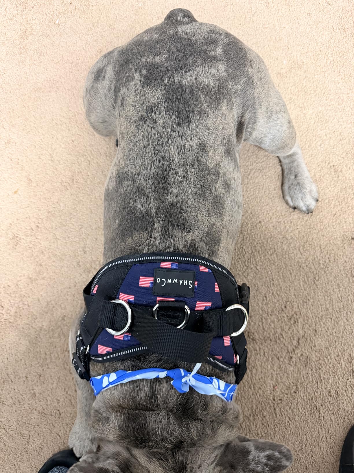 ShawnCo Essential Dog Harness, No-Pull Pet Vest with 3 Leash Clips, No Choke, Reflective, Adjustable and Padded, for Easy Walking and Training for Small, Medium and Large Dogs (Oceanic Blue, Medium) customer photo 2