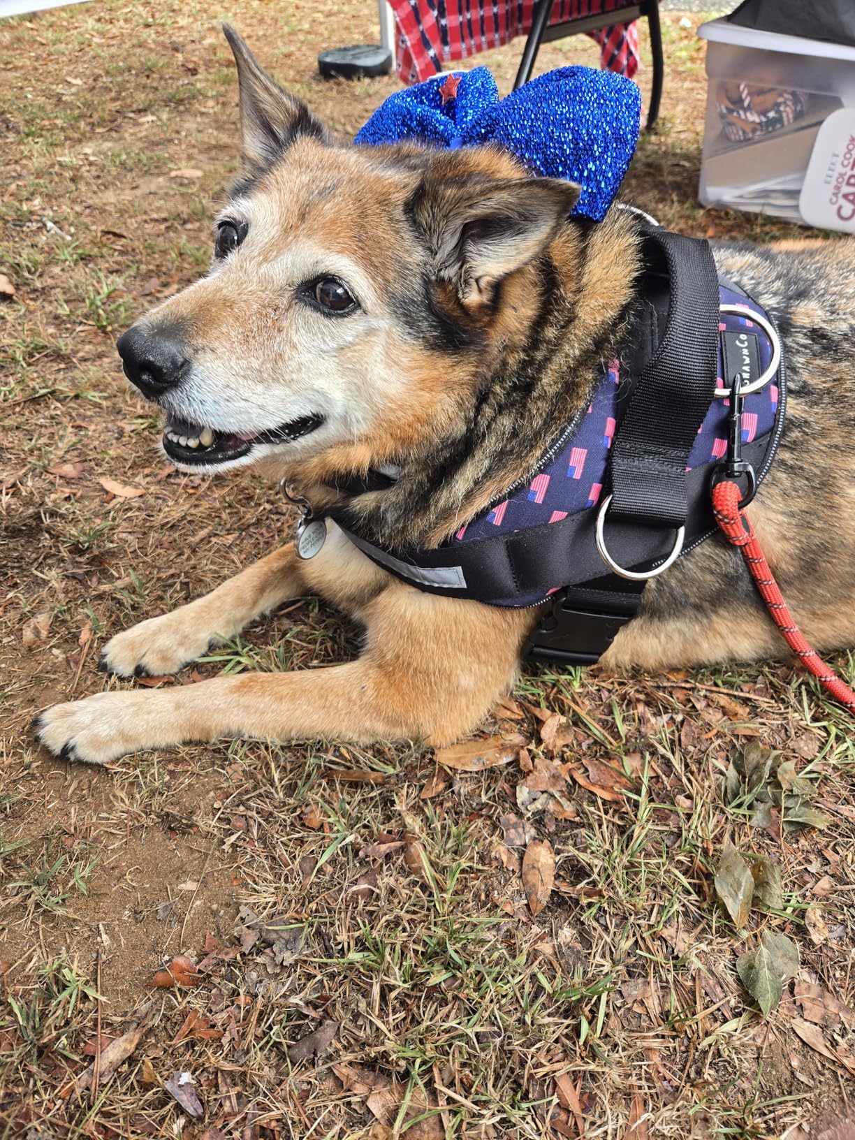 ShawnCo Essential Dog Harness, No-Pull Pet Vest with 3 Leash Clips, No Choke, Reflective, Adjustable and Padded, for Easy Walking and Training for Small, Medium and Large Dogs customer photo 2