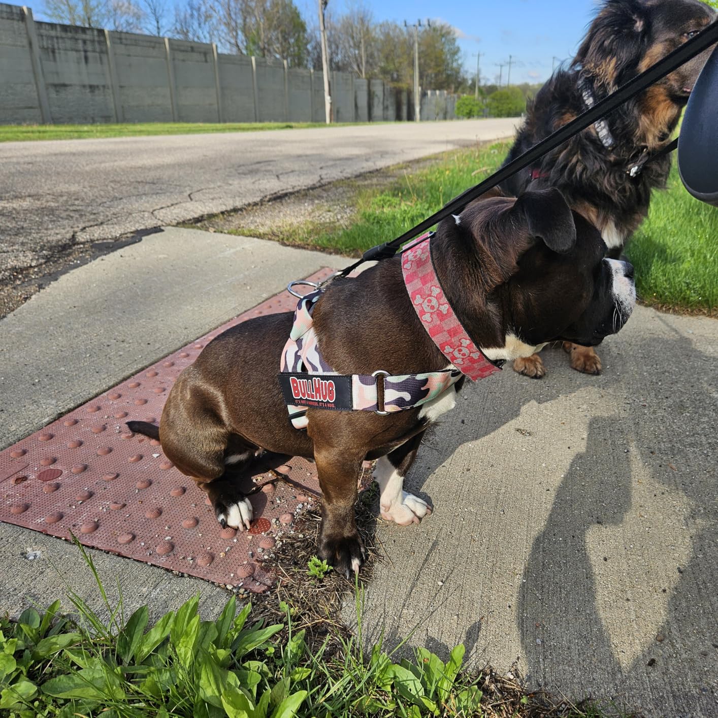BULLHUG Adjustable Dog Harness - No Pull, No Choke - for English Bulldogs, French Bulldogs, Pugs & Broad-Chested Breeds - Easy, Safe Walks customer photo 1