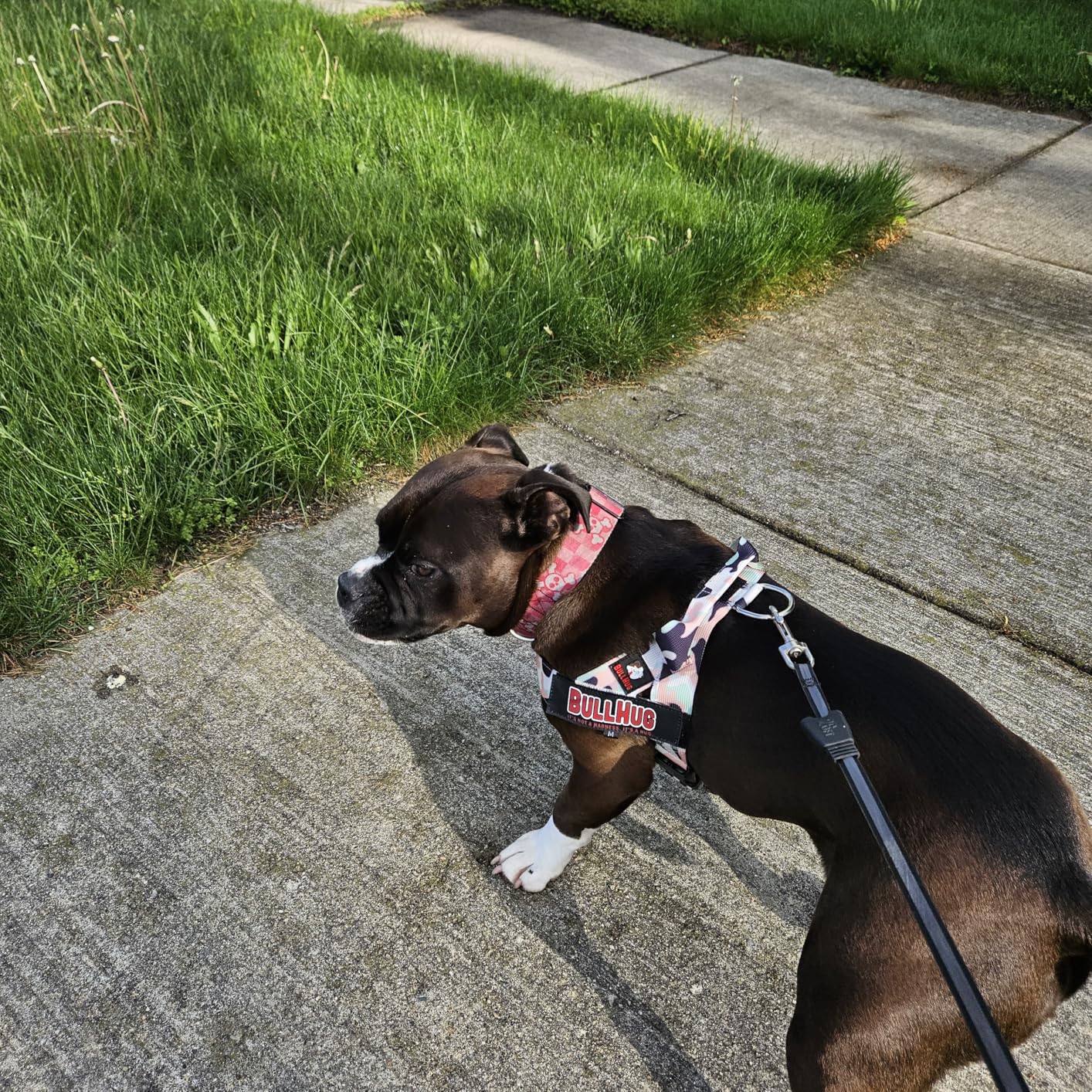 BULLHUG Adjustable Dog Harness - No Pull, No Choke - for English Bulldogs, French Bulldogs, Pugs & Broad-Chested Breeds - Easy, Safe Walks customer photo 2