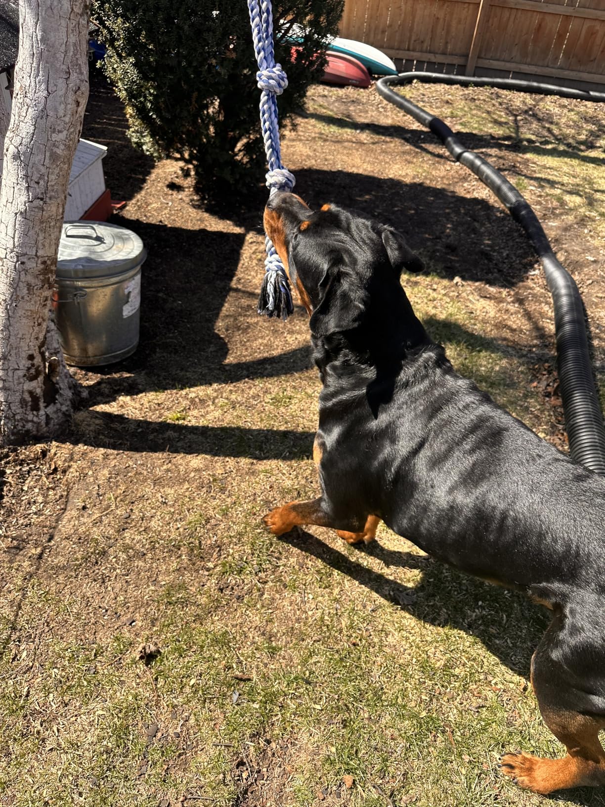TRSMIMA Spring Pole Rope Toys - Spring Pole for Dogs Heavy Duty customer photo 1