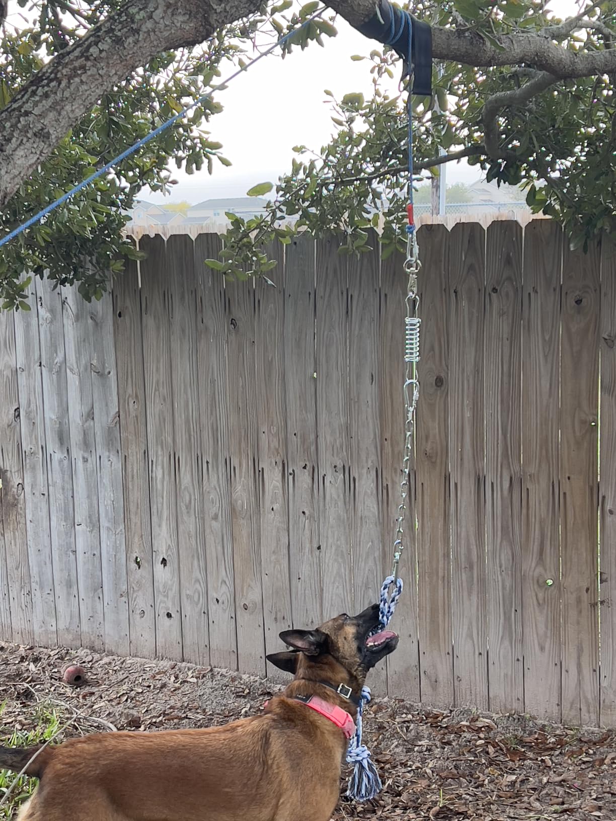 TRSMIMA Spring Pole Rope Toys - Spring Pole for Dogs Heavy Duty customer photo 2