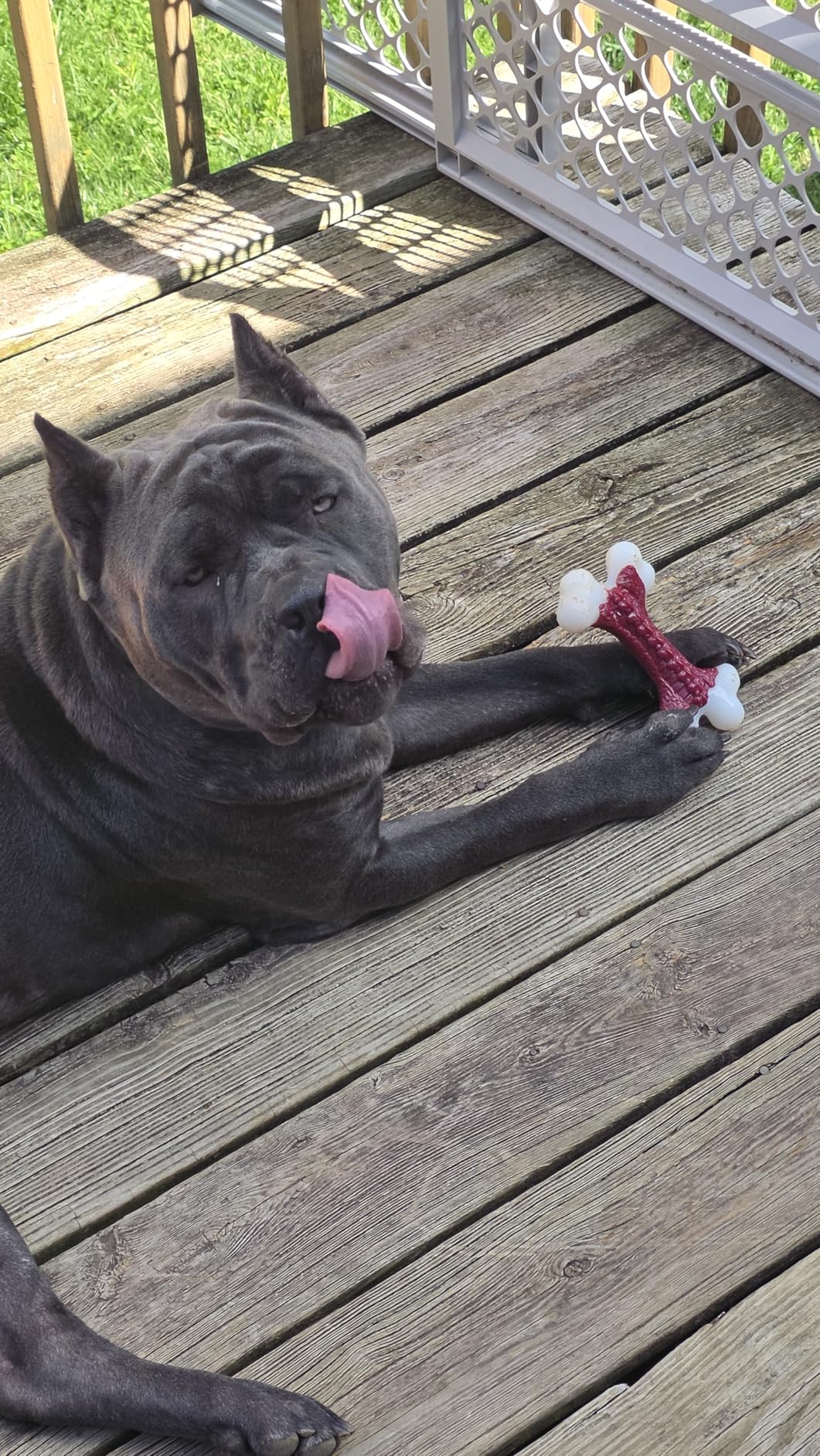 Kseroo Indestructible Dog Toys for Aggressive Chewers: Beef Flavored Hard Nylon Bone Chew Toys for Medium Large Breed Dogs (20-90 lbs), Red customer photo 1